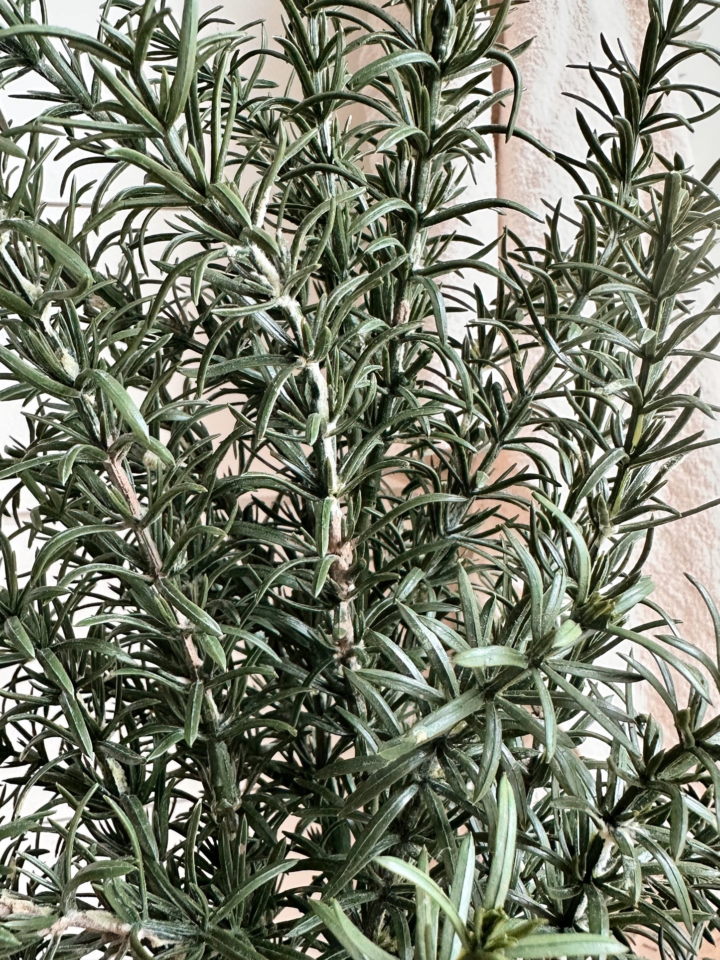 Faux Rosemary Plant