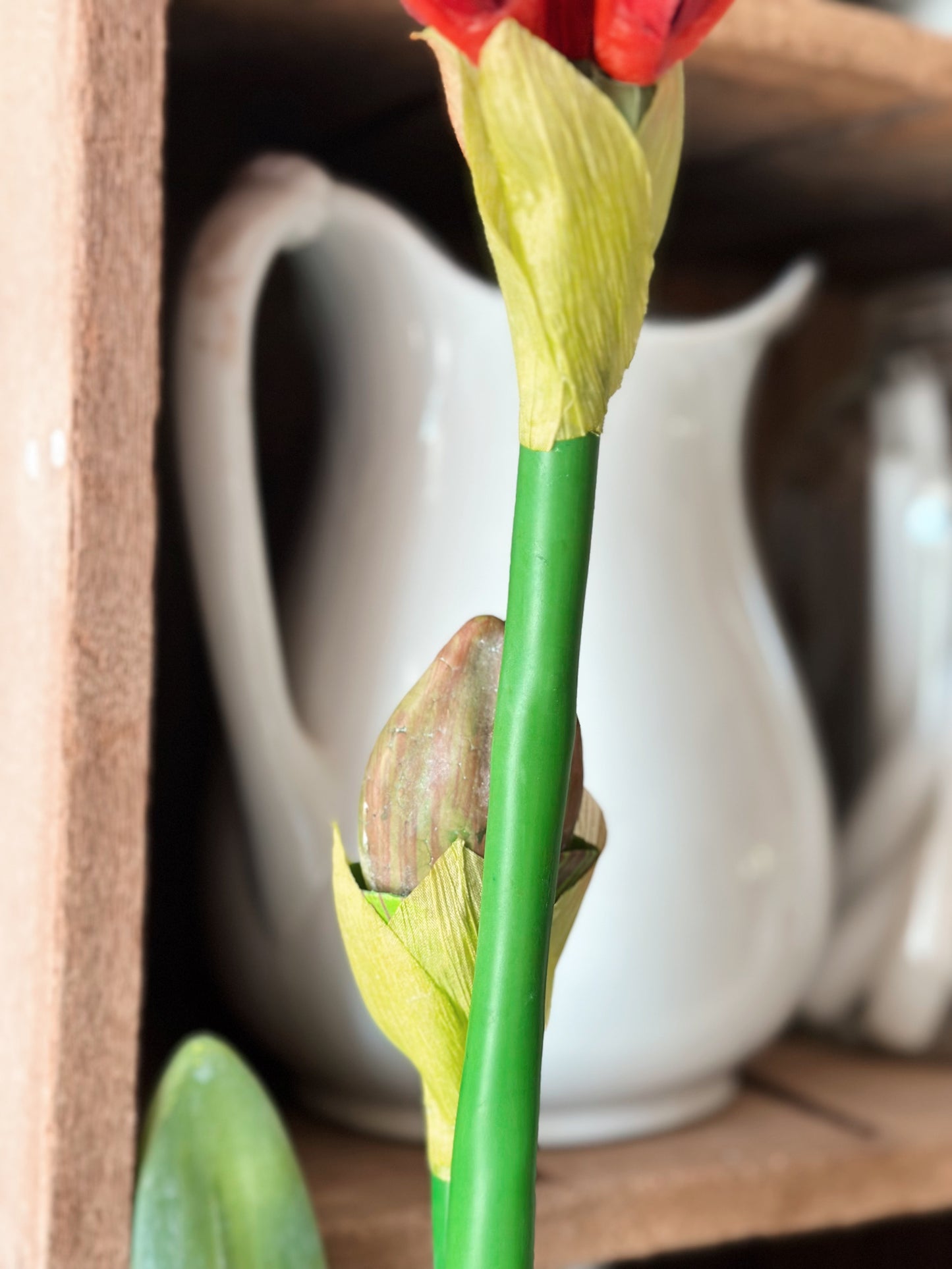 25” Red Amaryllis with Bulb