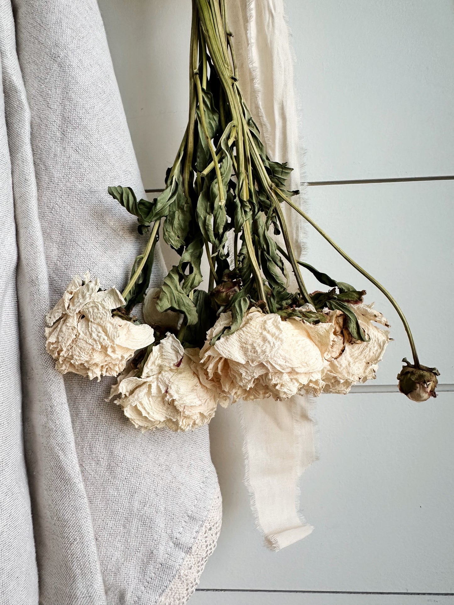 Dried Shirley Temple Peonies