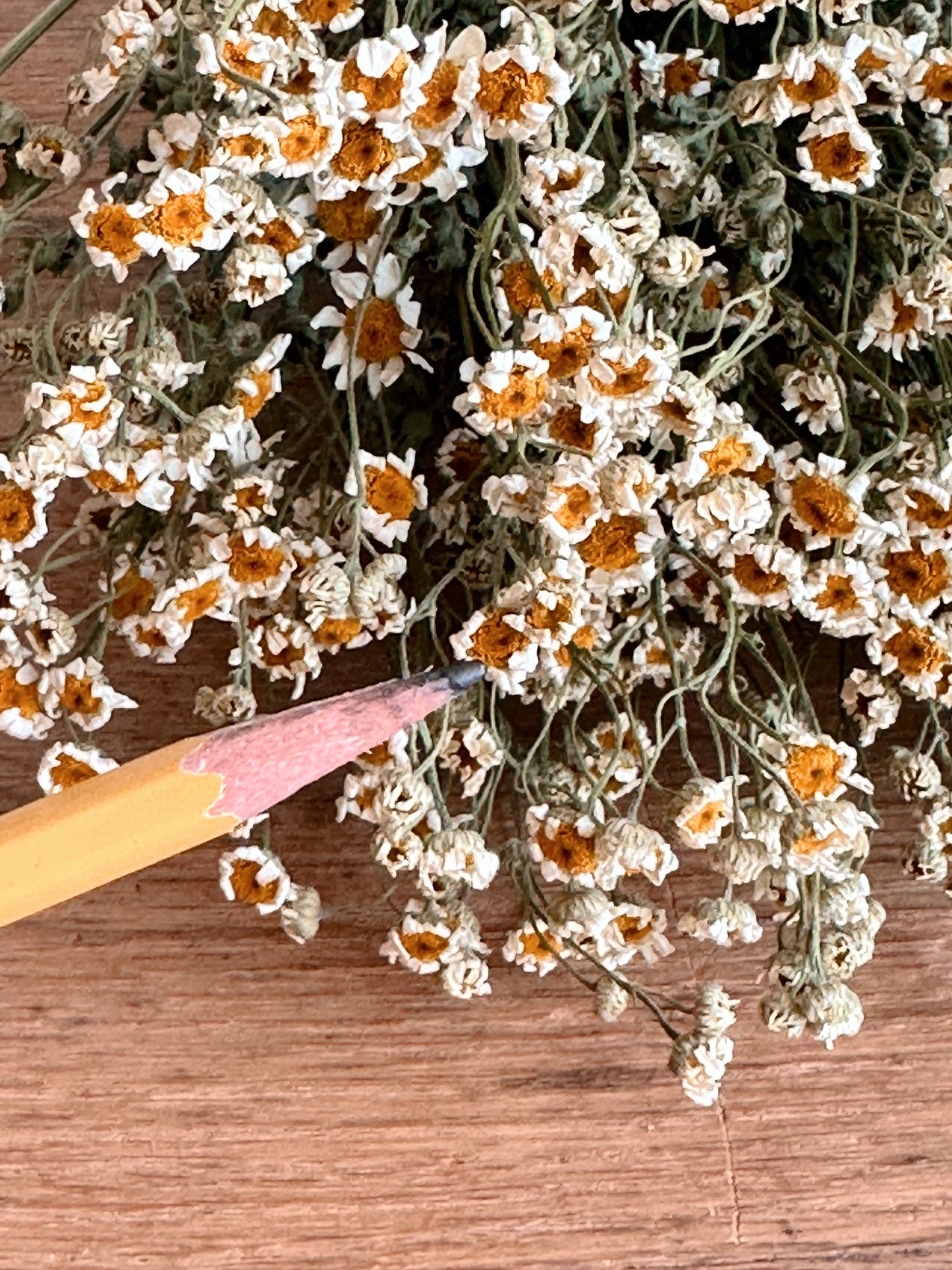 Dried Feverfew