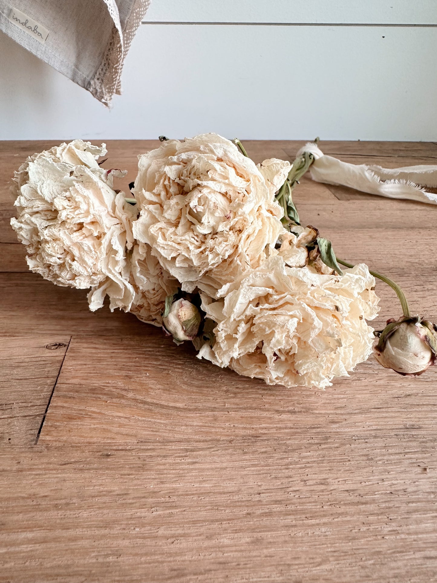 Dried Shirley Temple Peonies