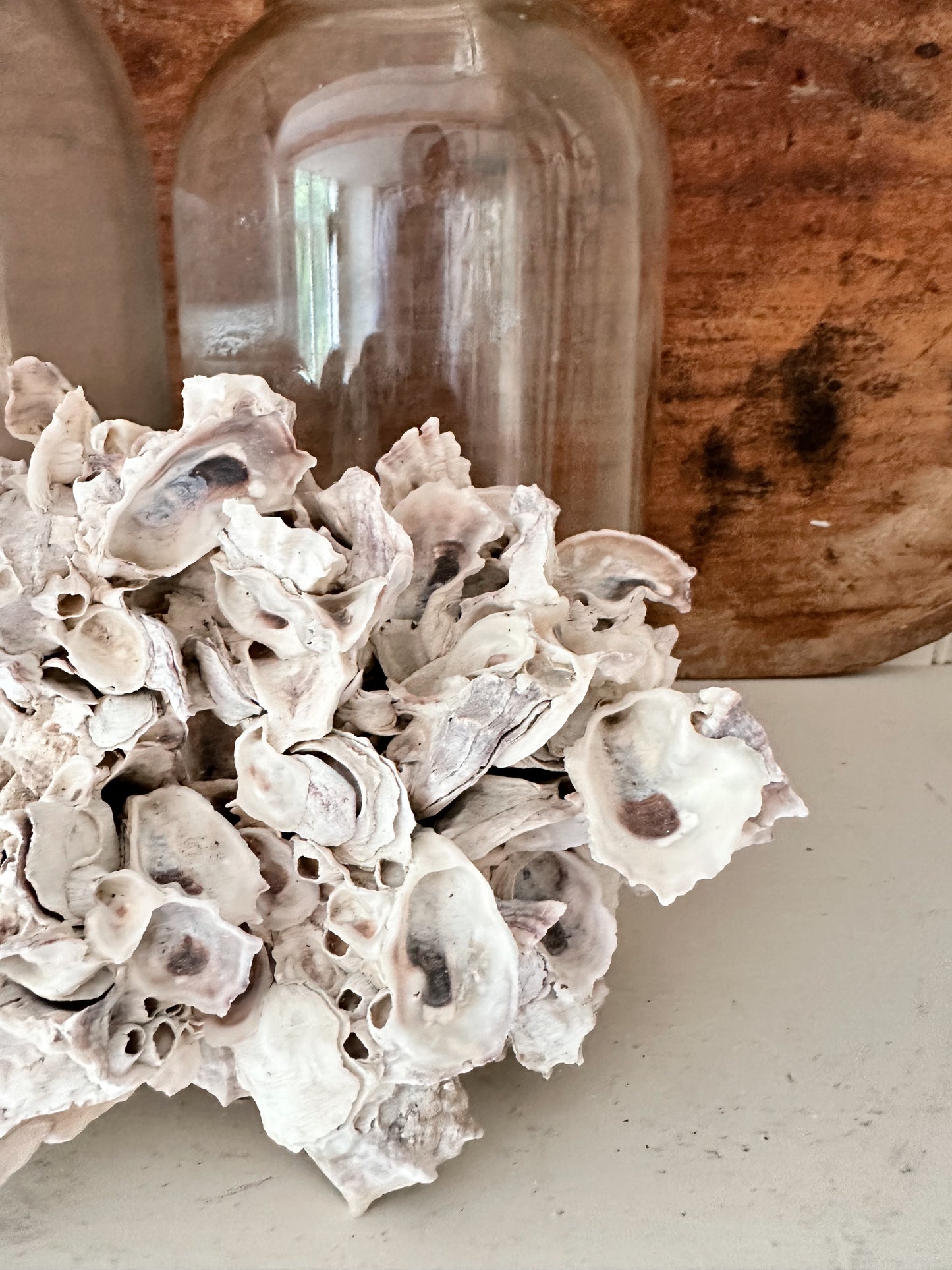 Natural Oyster Shell Coral Piece