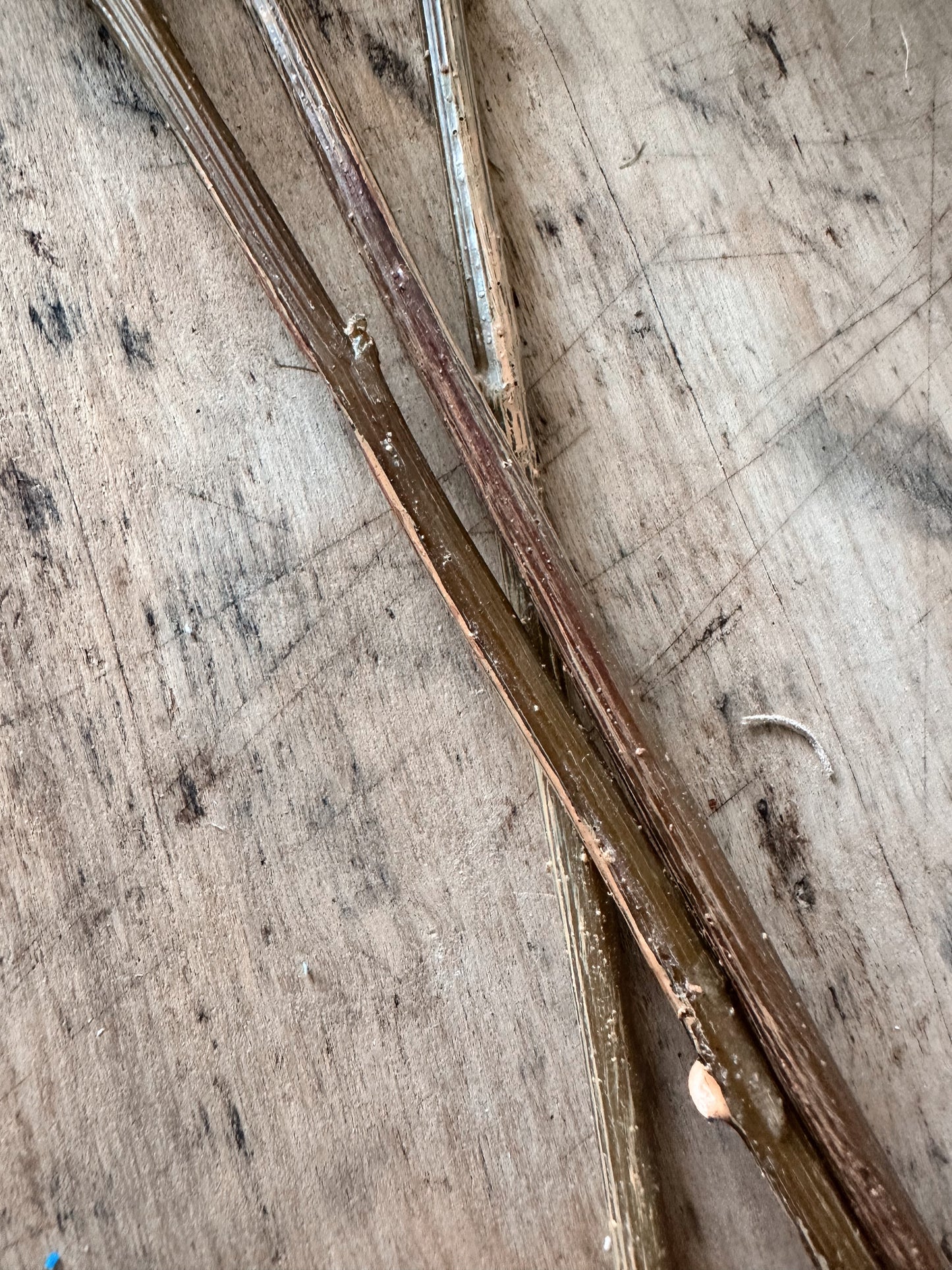 Green Snowball Verbena Bundle (3 stems per bundle)