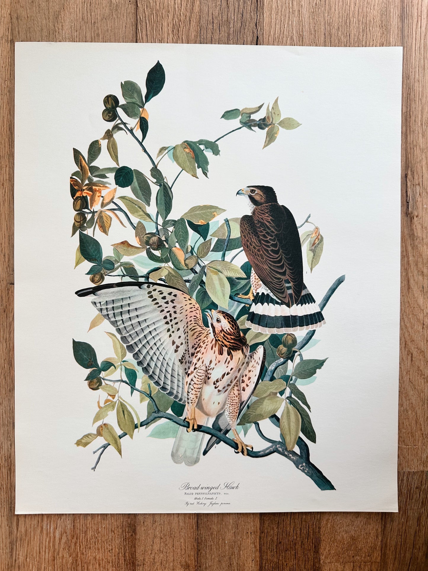 Vintage Audubon Great Birds Prints, Various Species