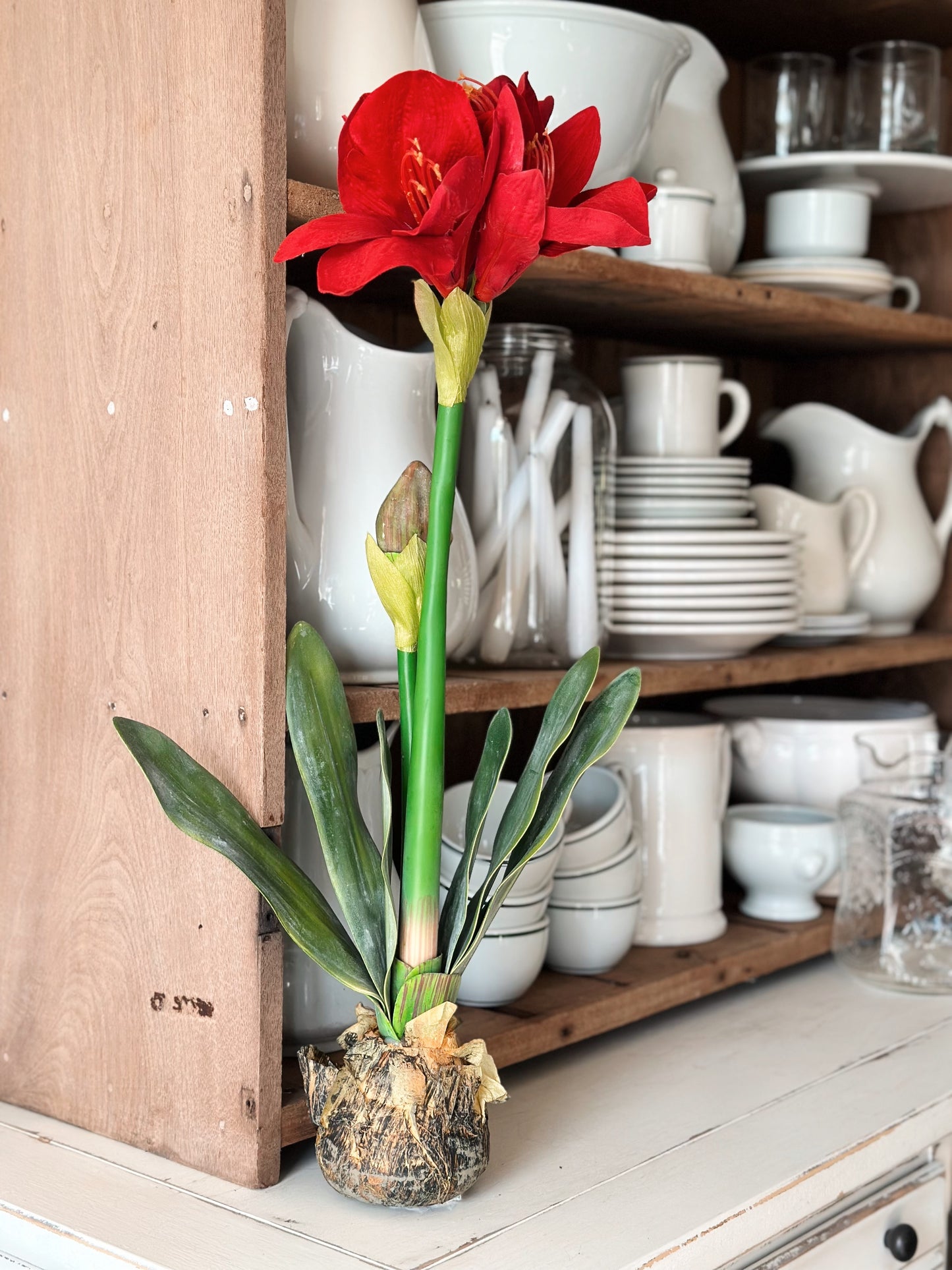 25” Red Amaryllis with Bulb
