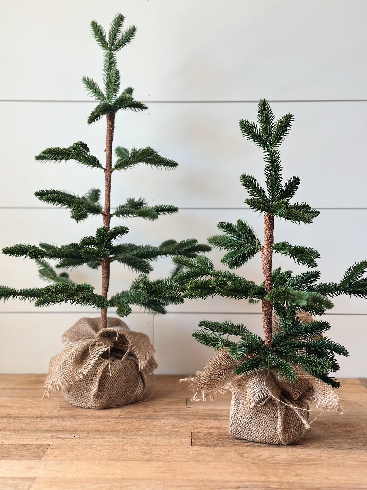 Alpine Fir Trees