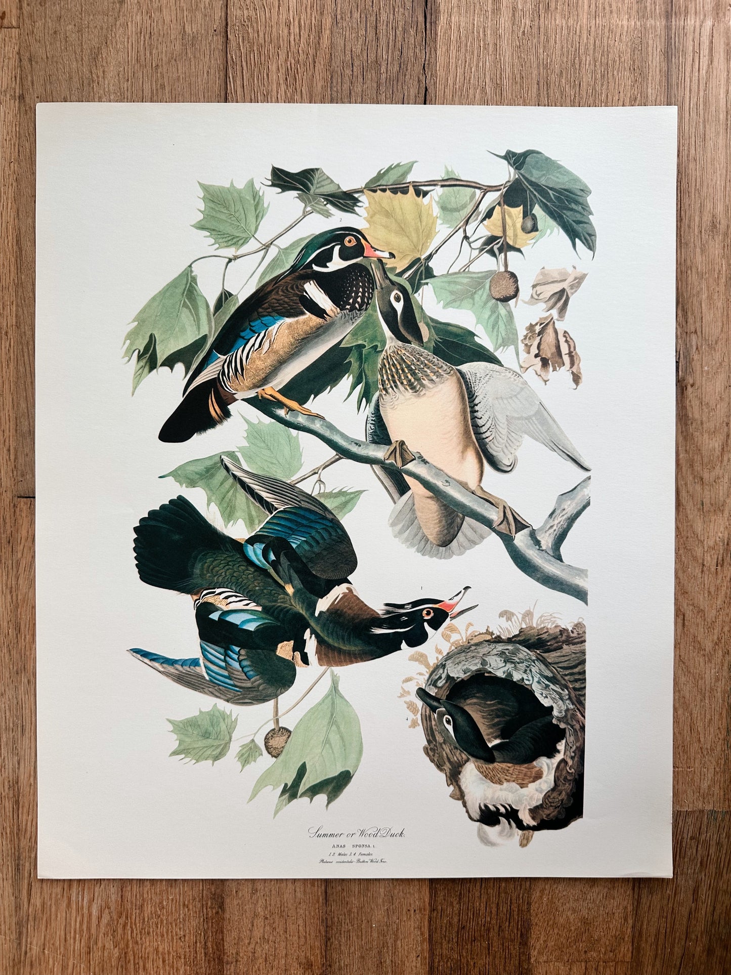 Vintage Audubon Great Birds Prints, Various Species