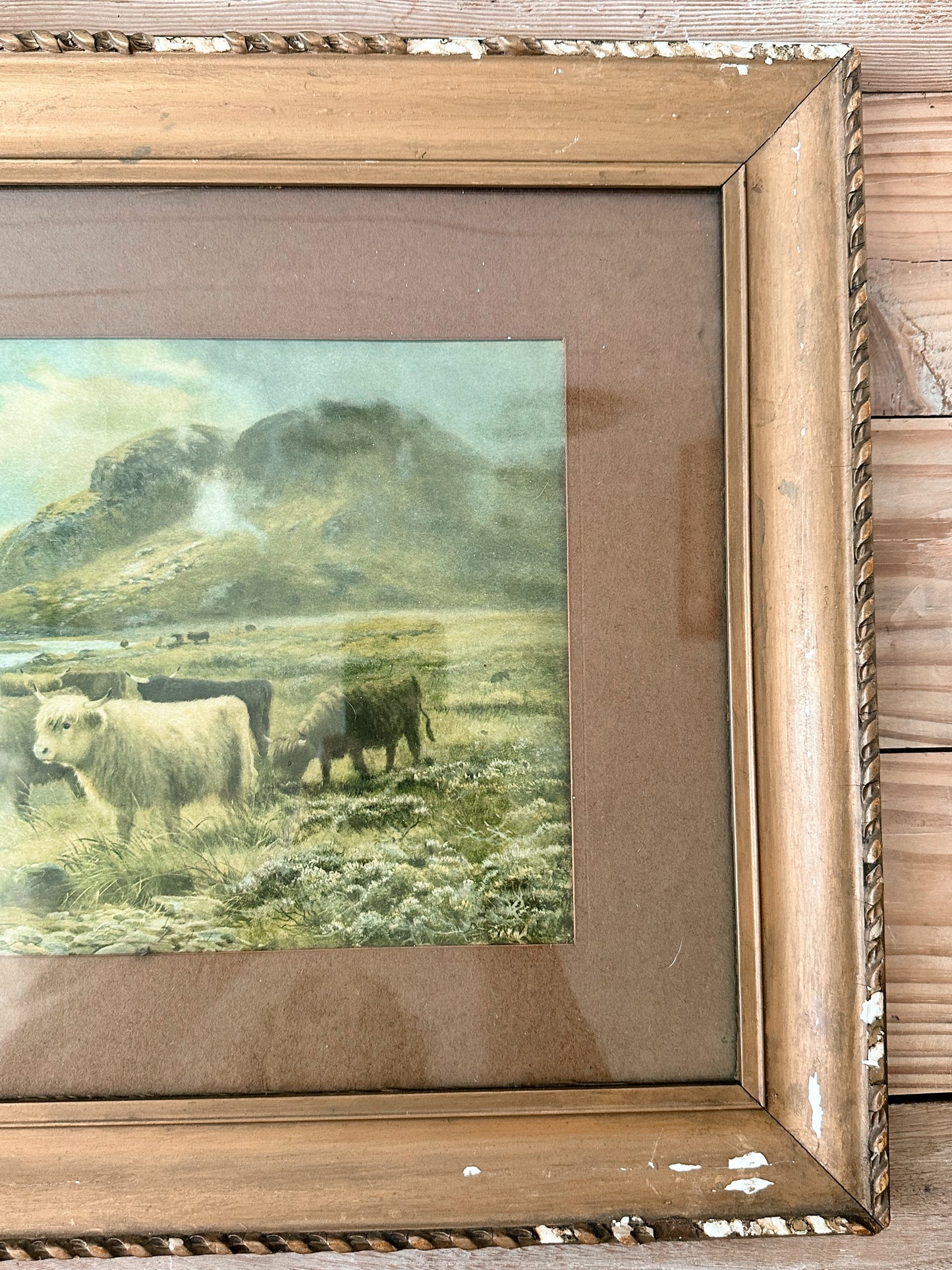 Vintage Highland Cow Print