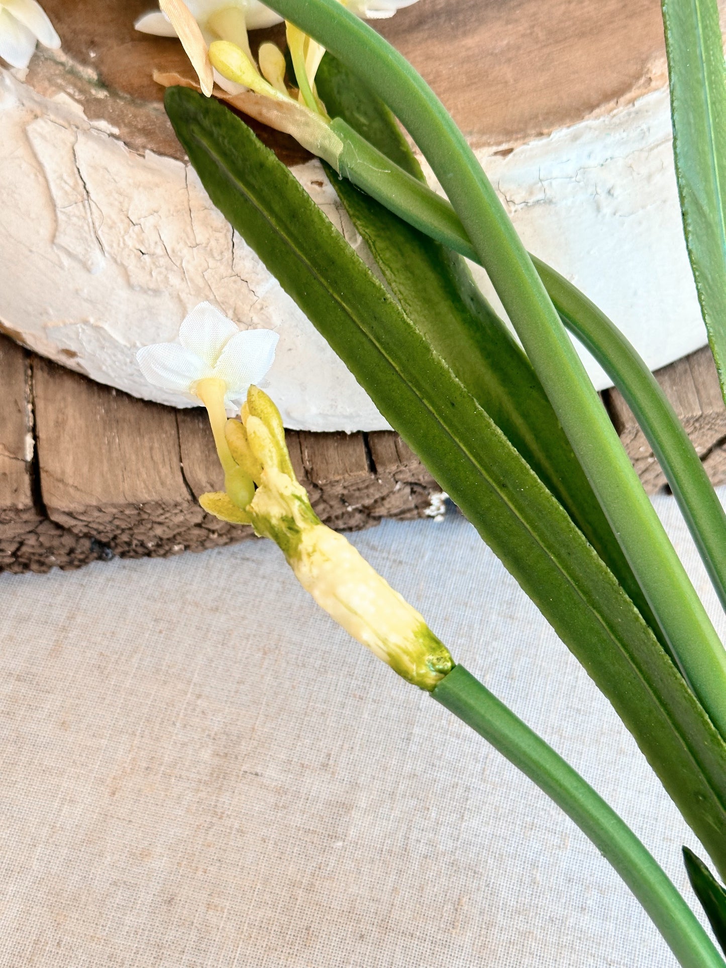 Paperwhite with Bulb Stem