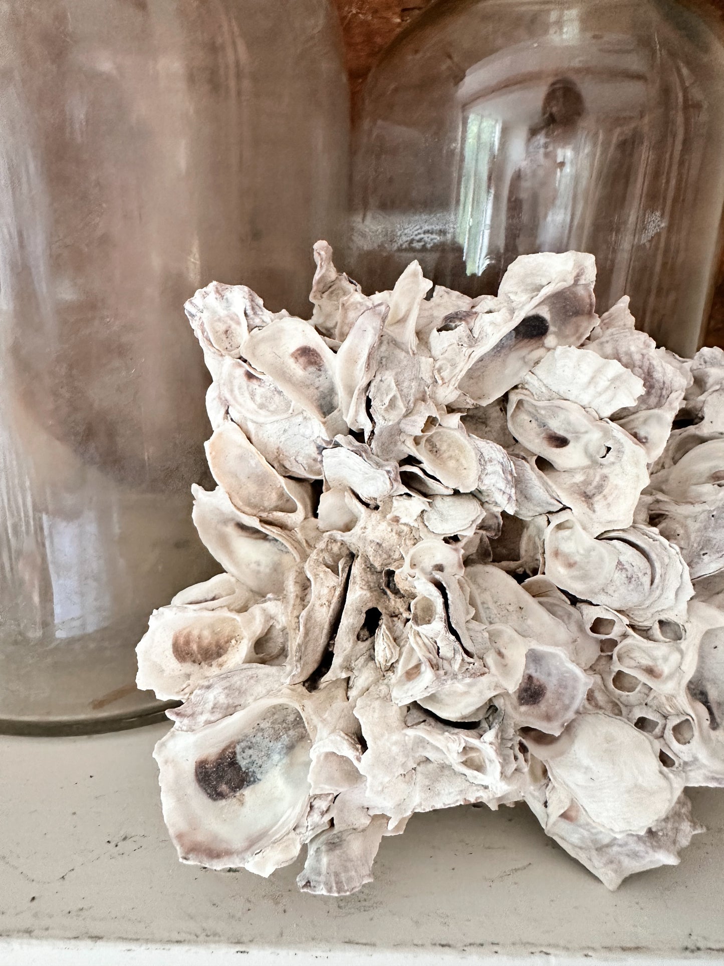 Natural Oyster Shell Coral Piece