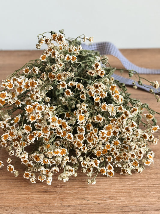 Dried Feverfew