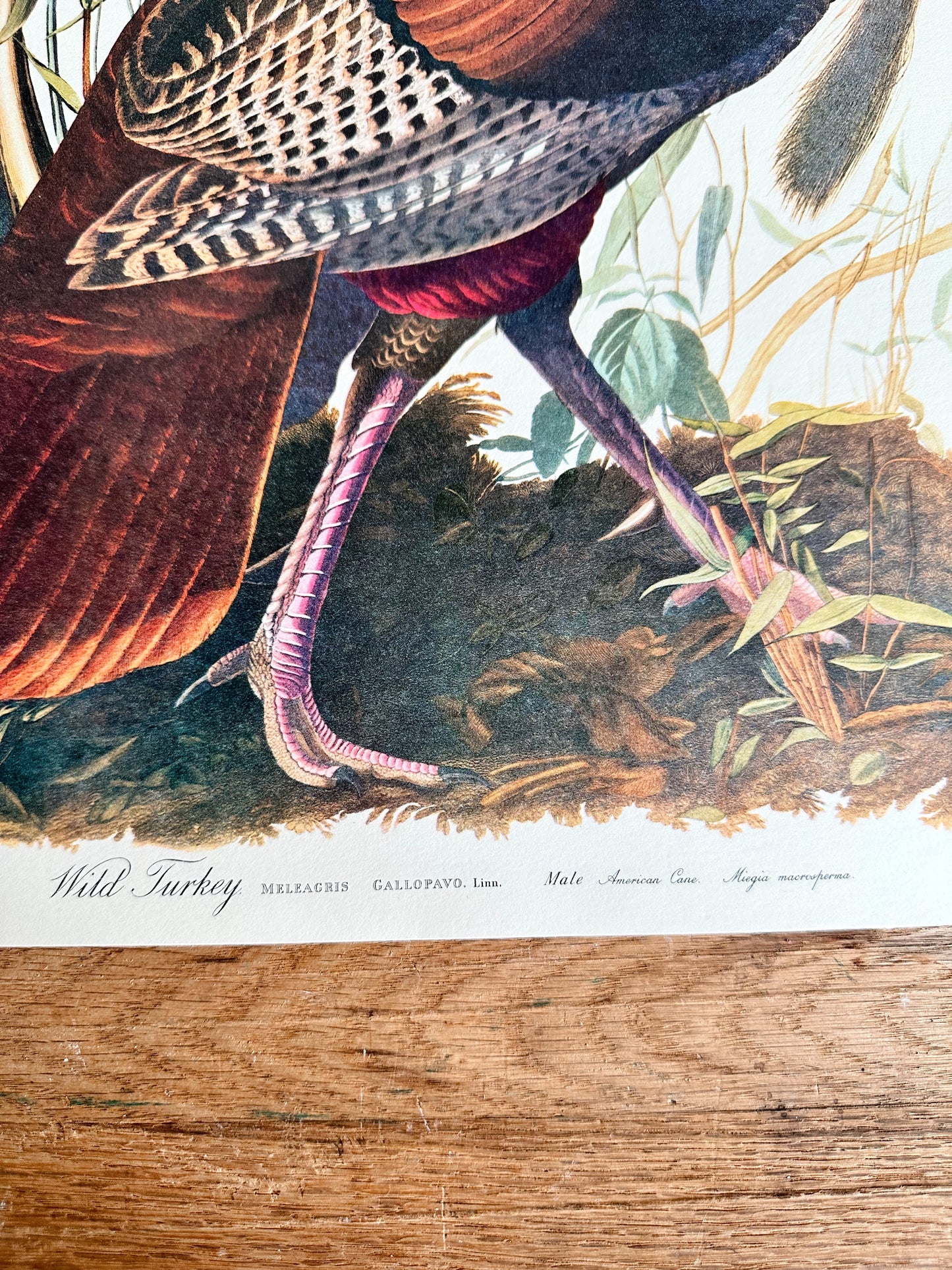 Vintage Audobon Art Print - Wild Turkey