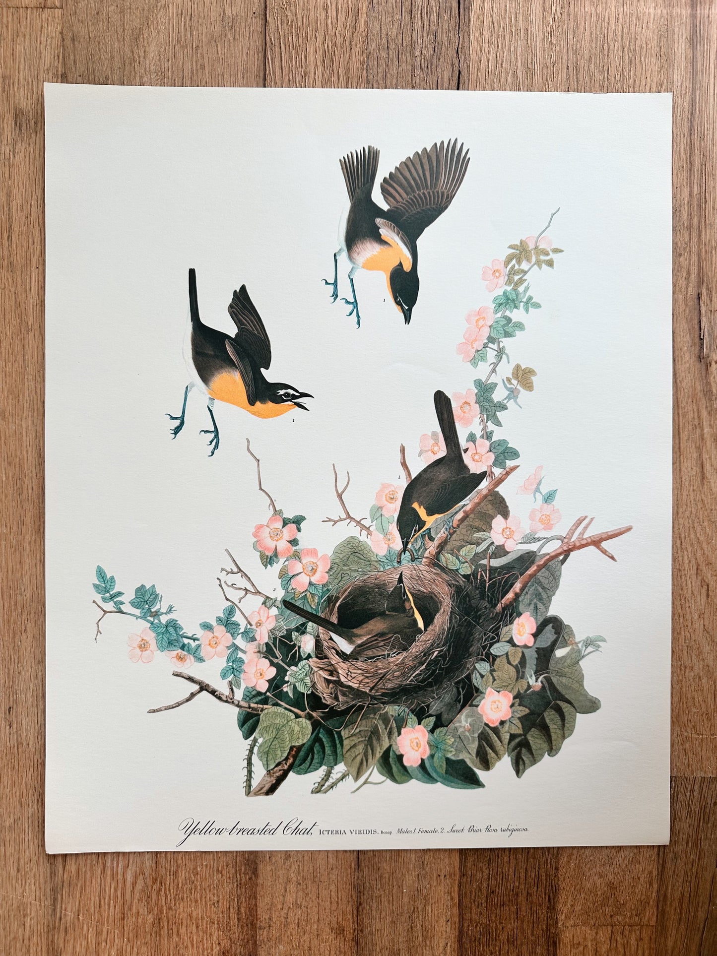 Vintage Audubon Great Birds Prints, Various Species