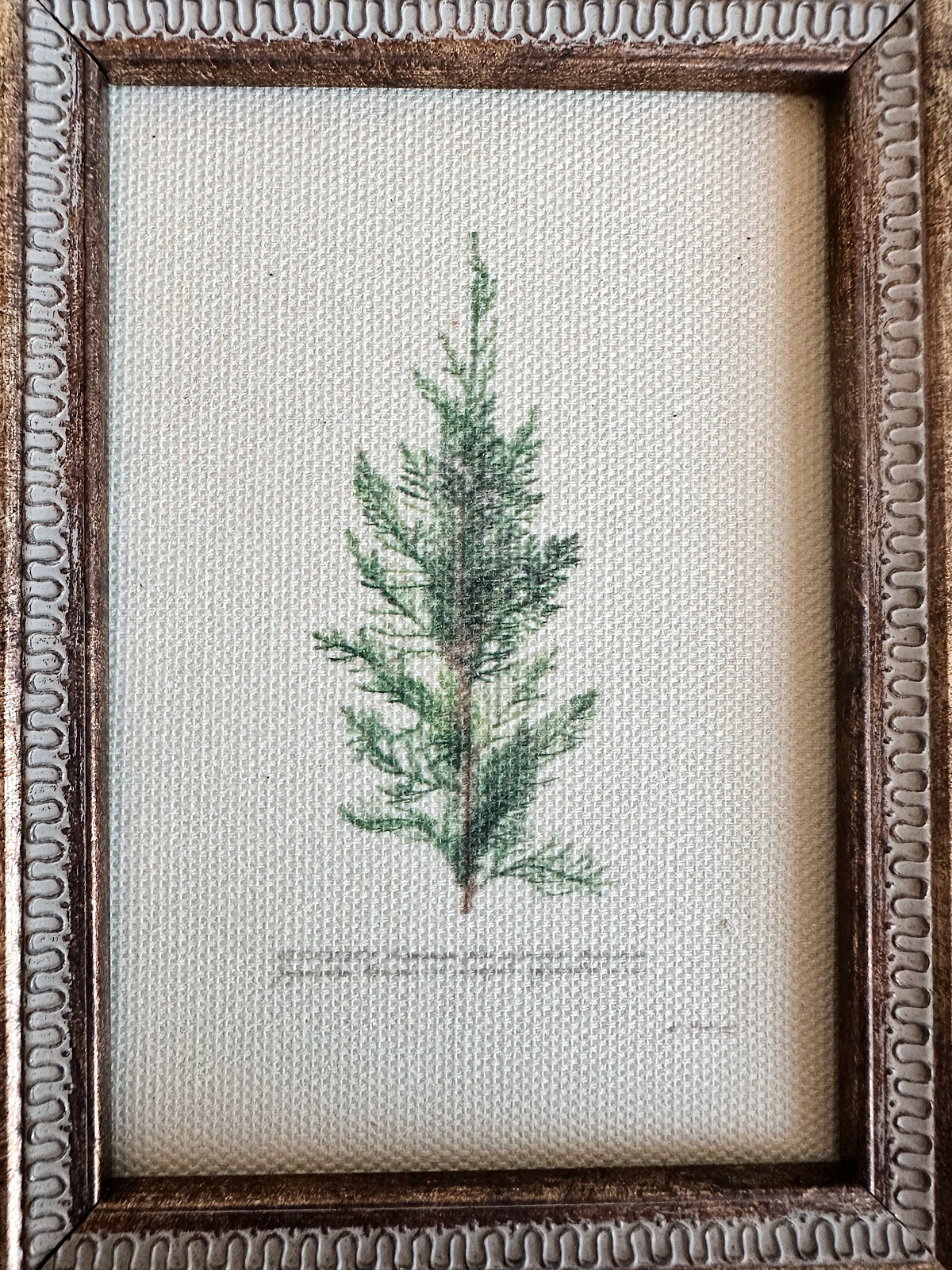 Vintage Juniper 5x7