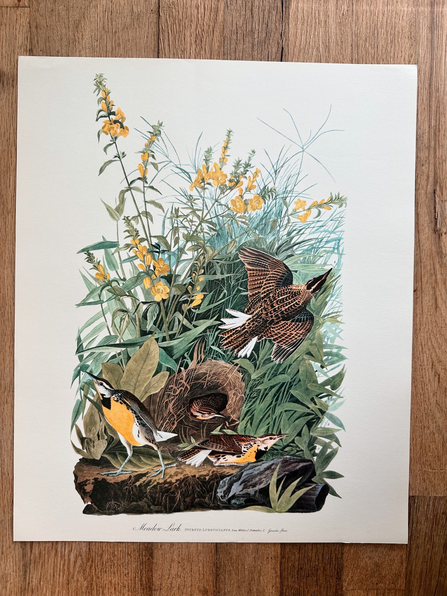 Vintage Audubon Great Birds Prints, Various Species