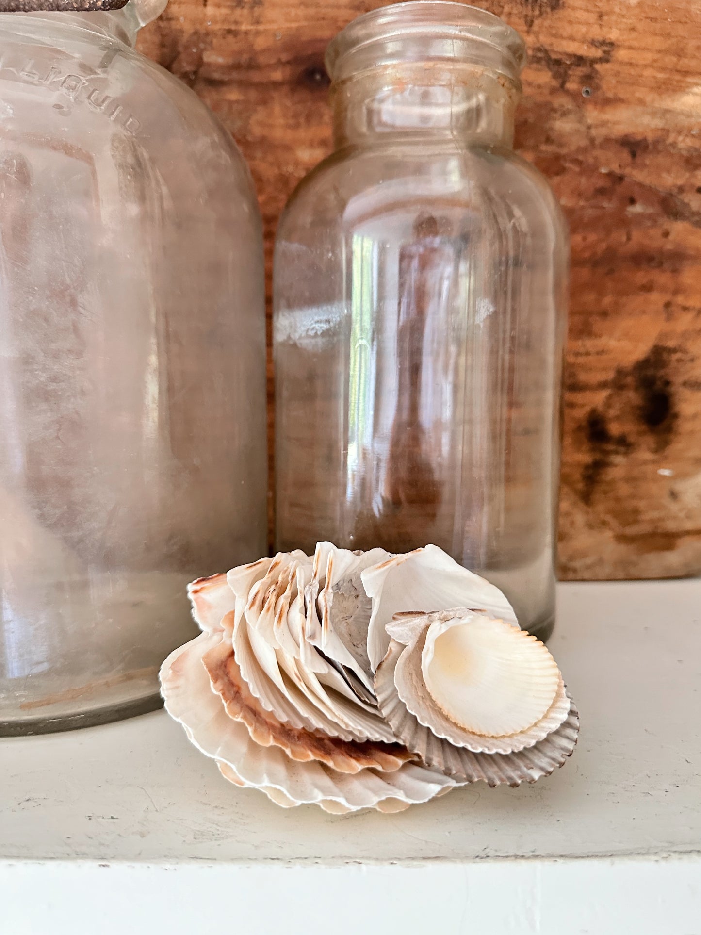 Collection of Natural Clam Shells