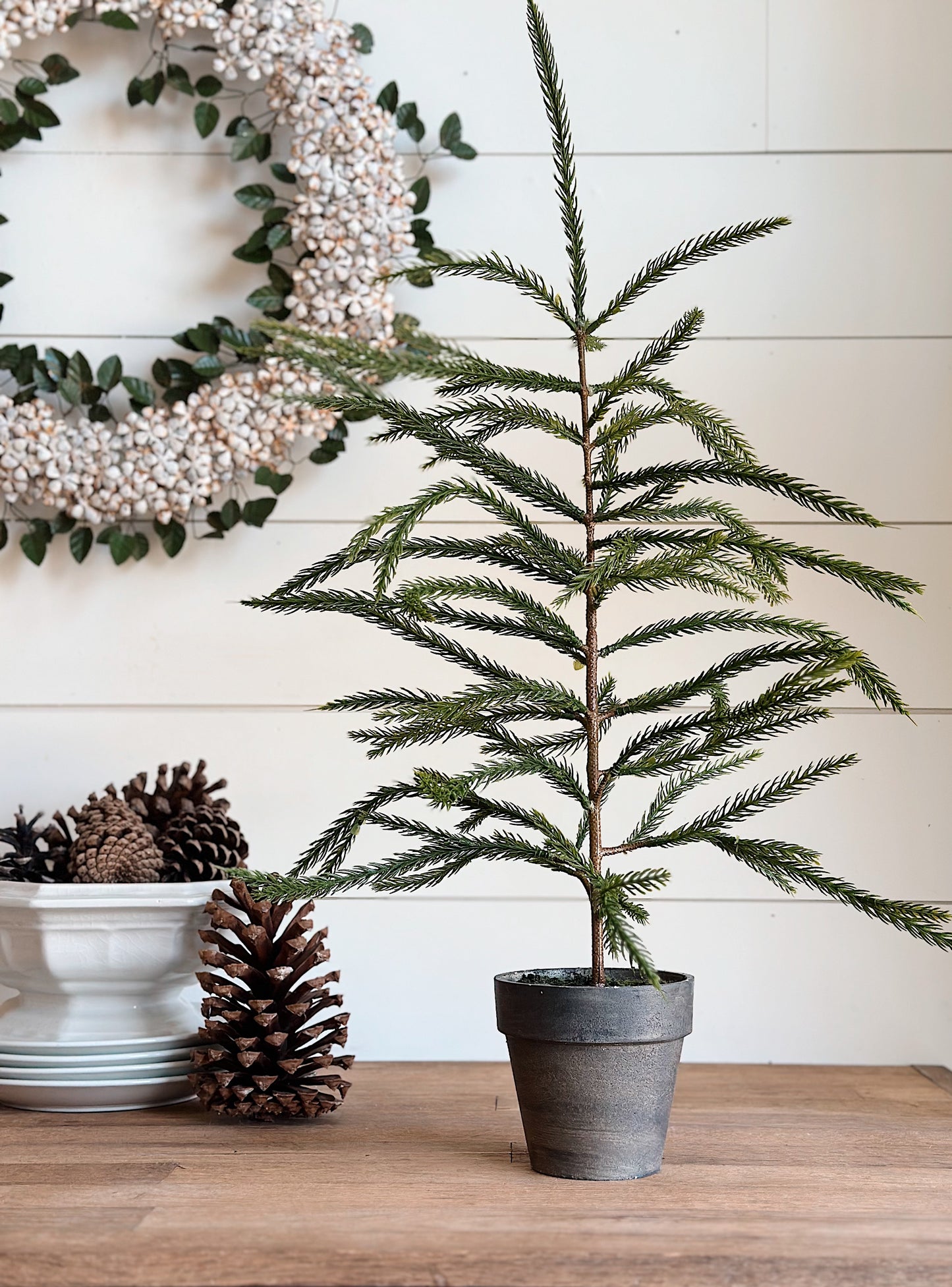 Potted Norfolk Pine Seedlings