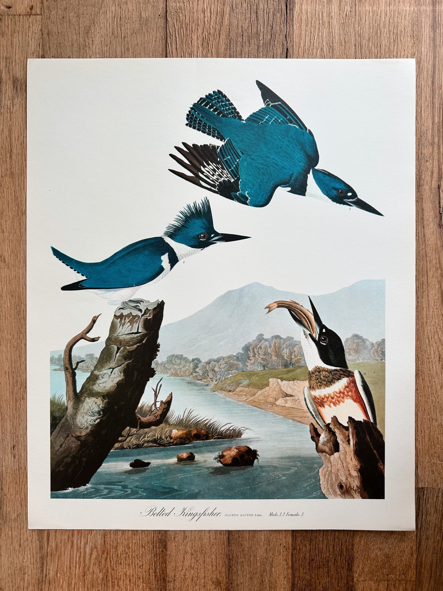 Vintage Audubon Great Birds Prints, Various Species