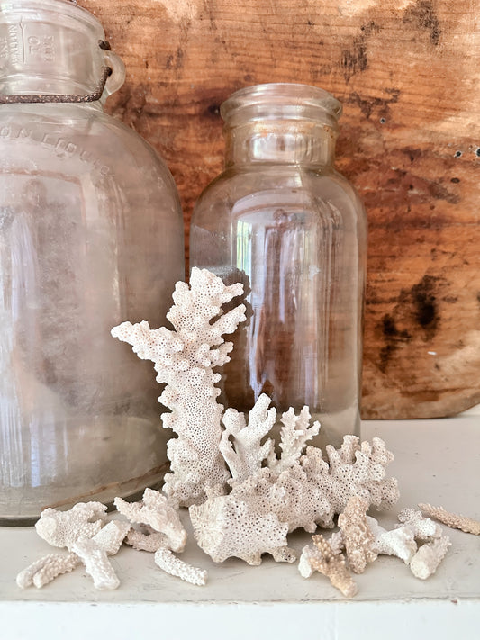 Collection of Natural Coral Pieces