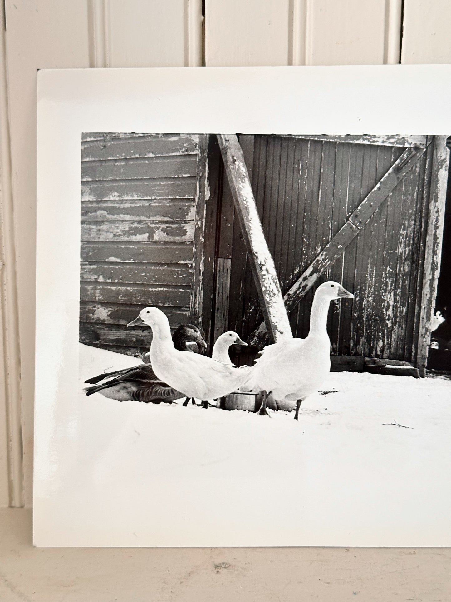 Vintage Photo, Geese in the Snow