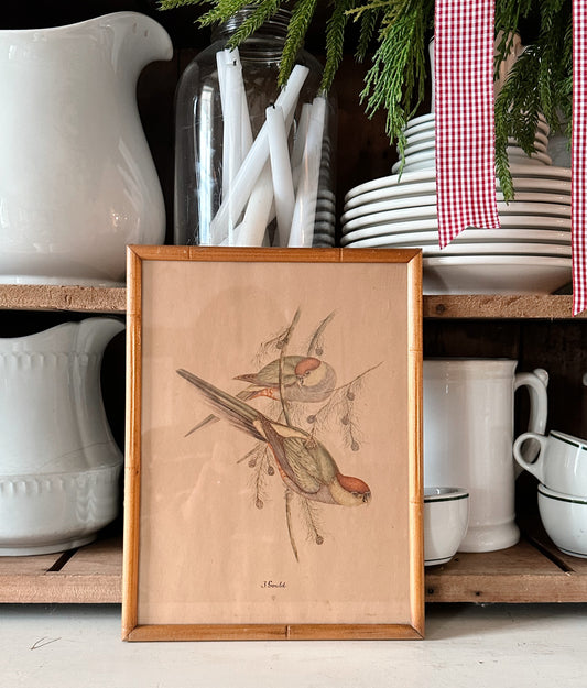 Framed Vintage Winter Bird Print