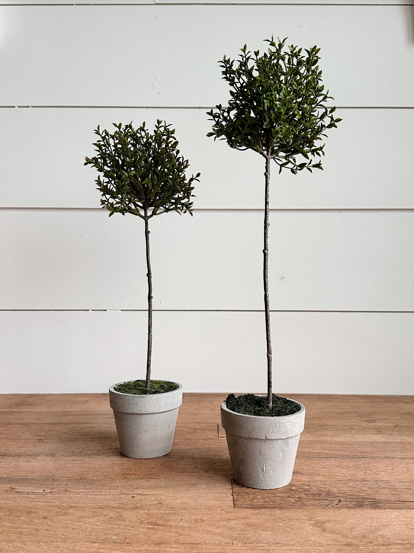 Back in Stock- Faux Thyme Topiaries
