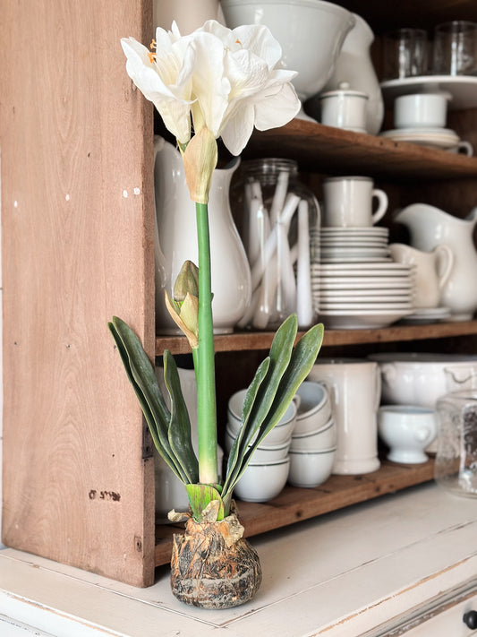 25” White Amaryllis with Bulb