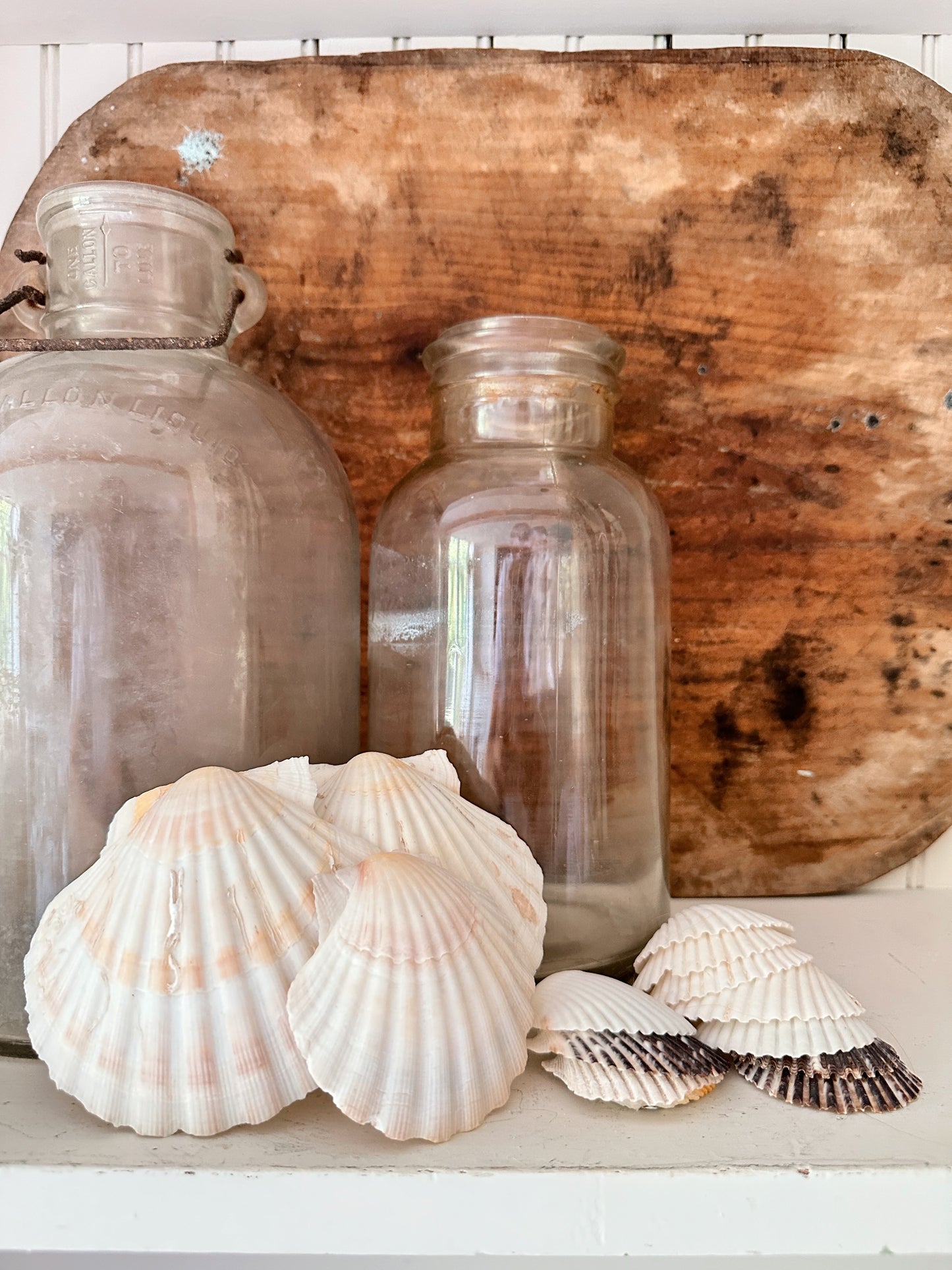 Collection of Natural Clam Shells