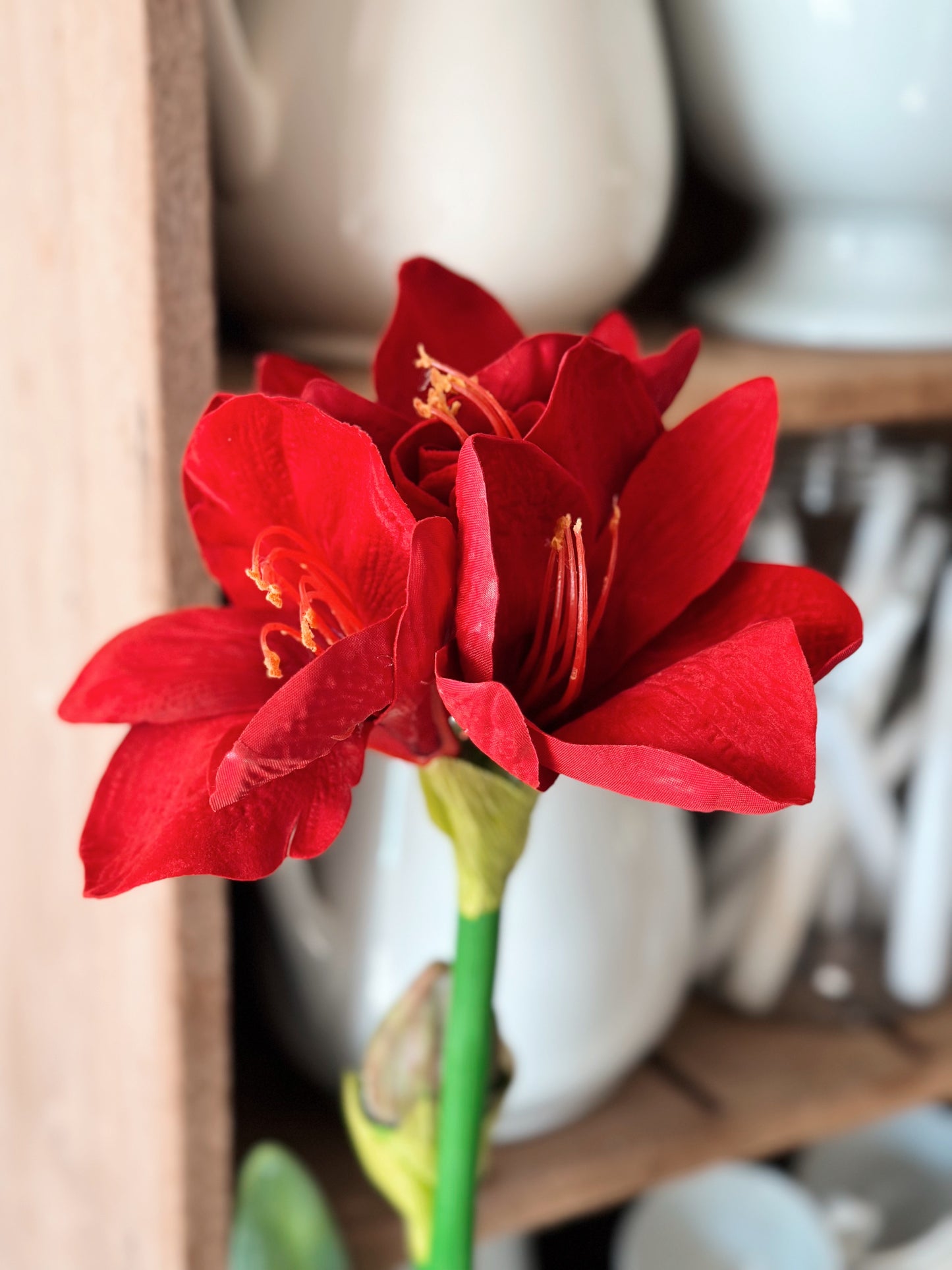 25” Red Amaryllis with Bulb