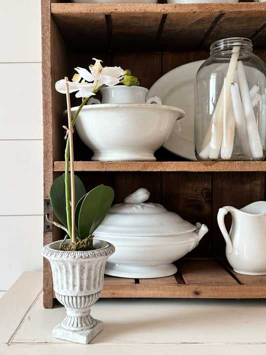 Phalaenopsis Orchid Drop-In