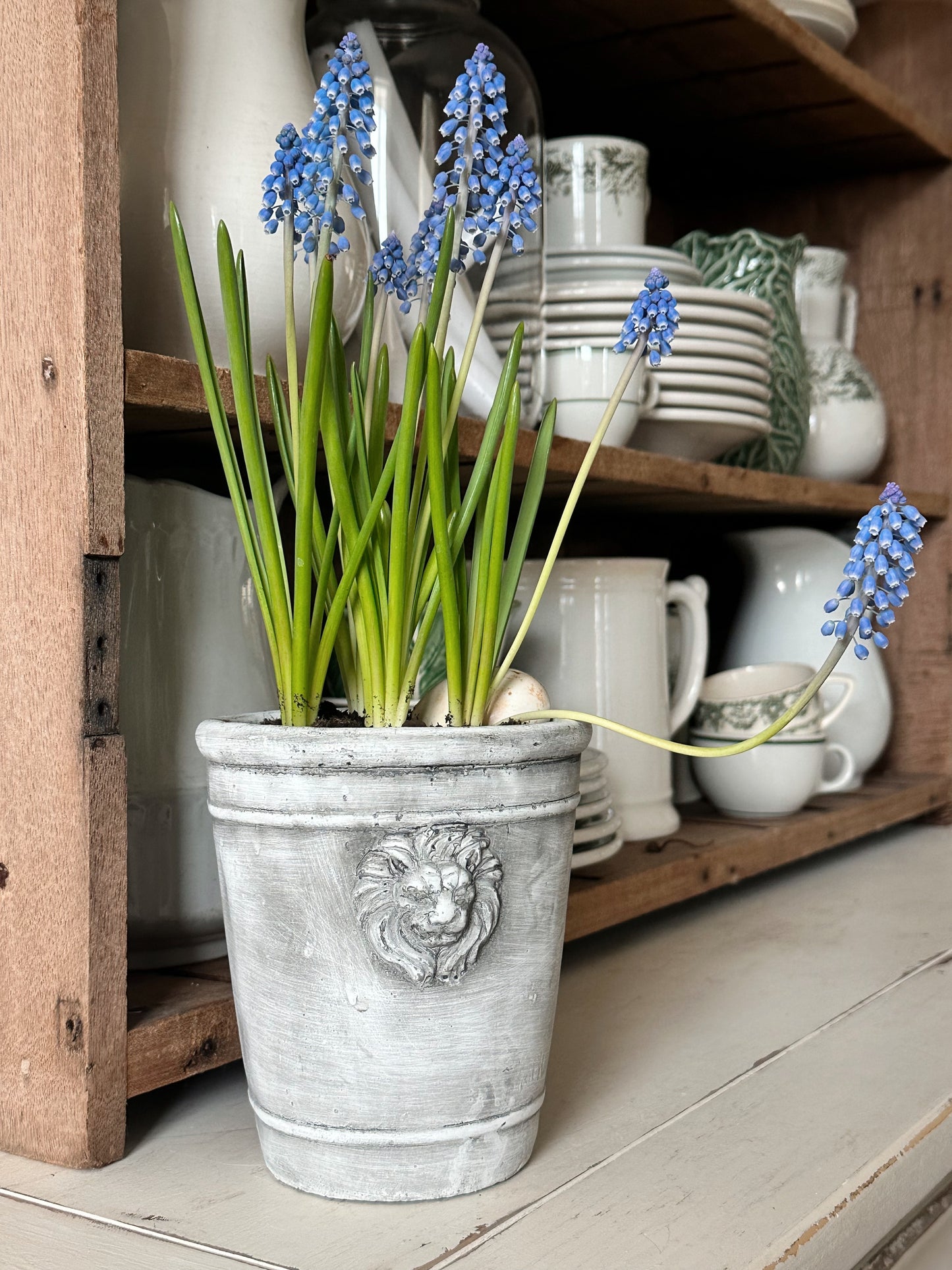 European Inspired Lion Planter