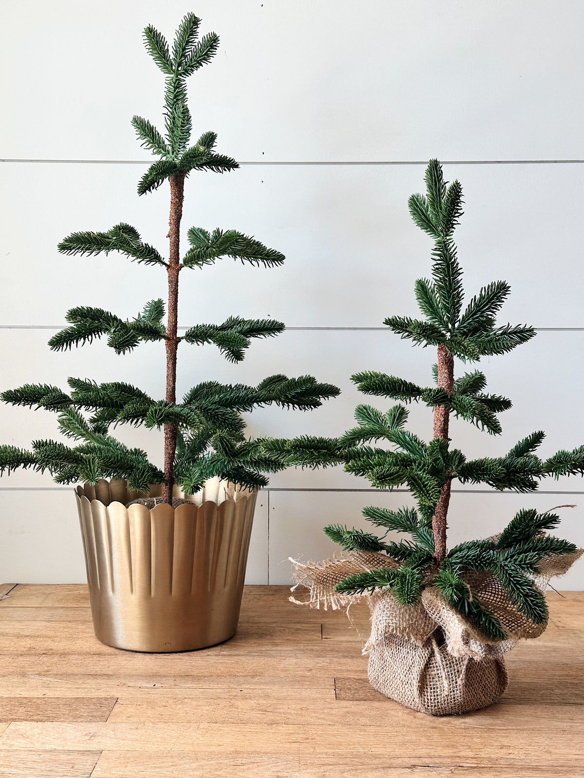 Alpine Fir Trees