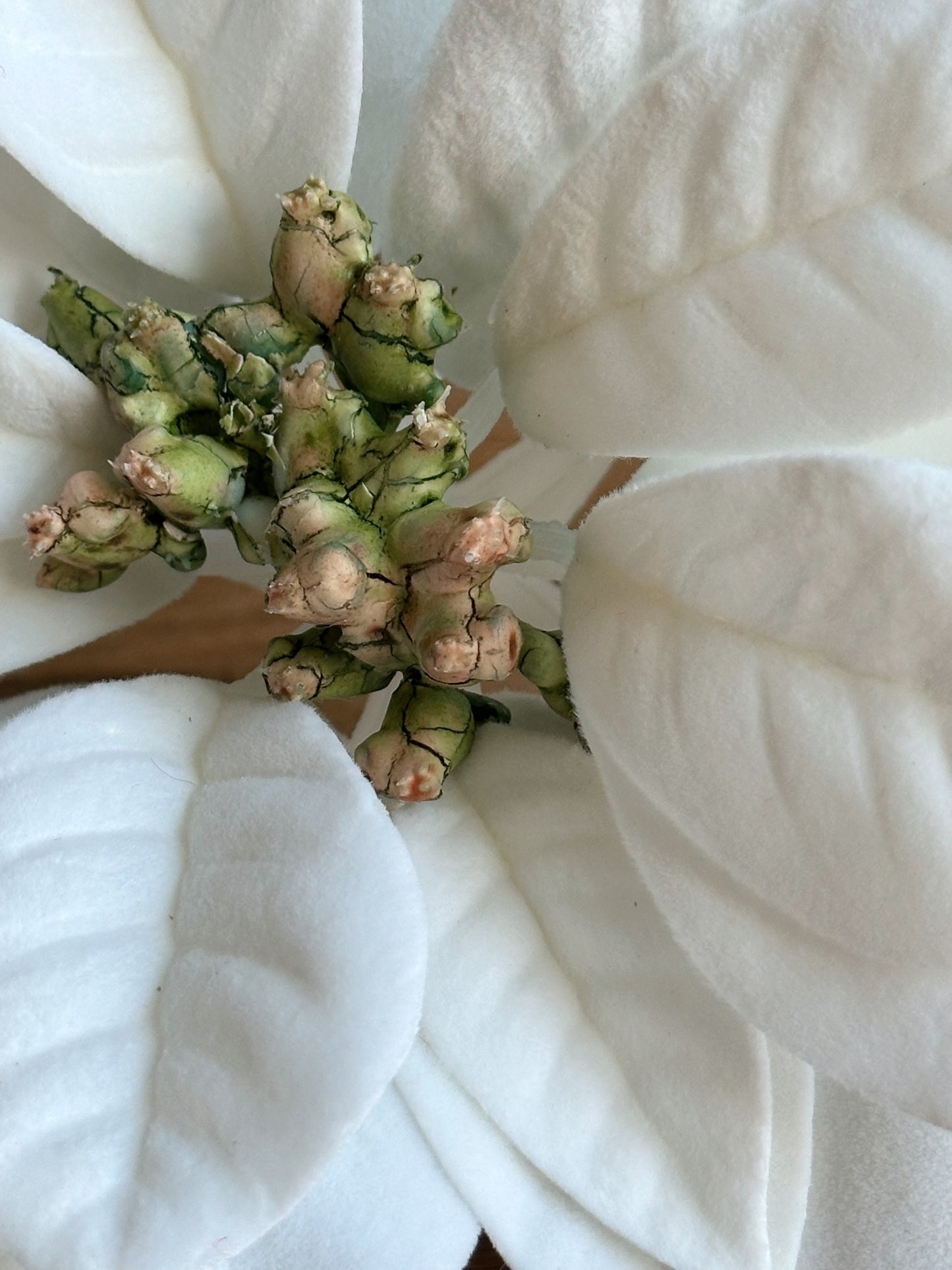 Velvety White Poinsettia Picks