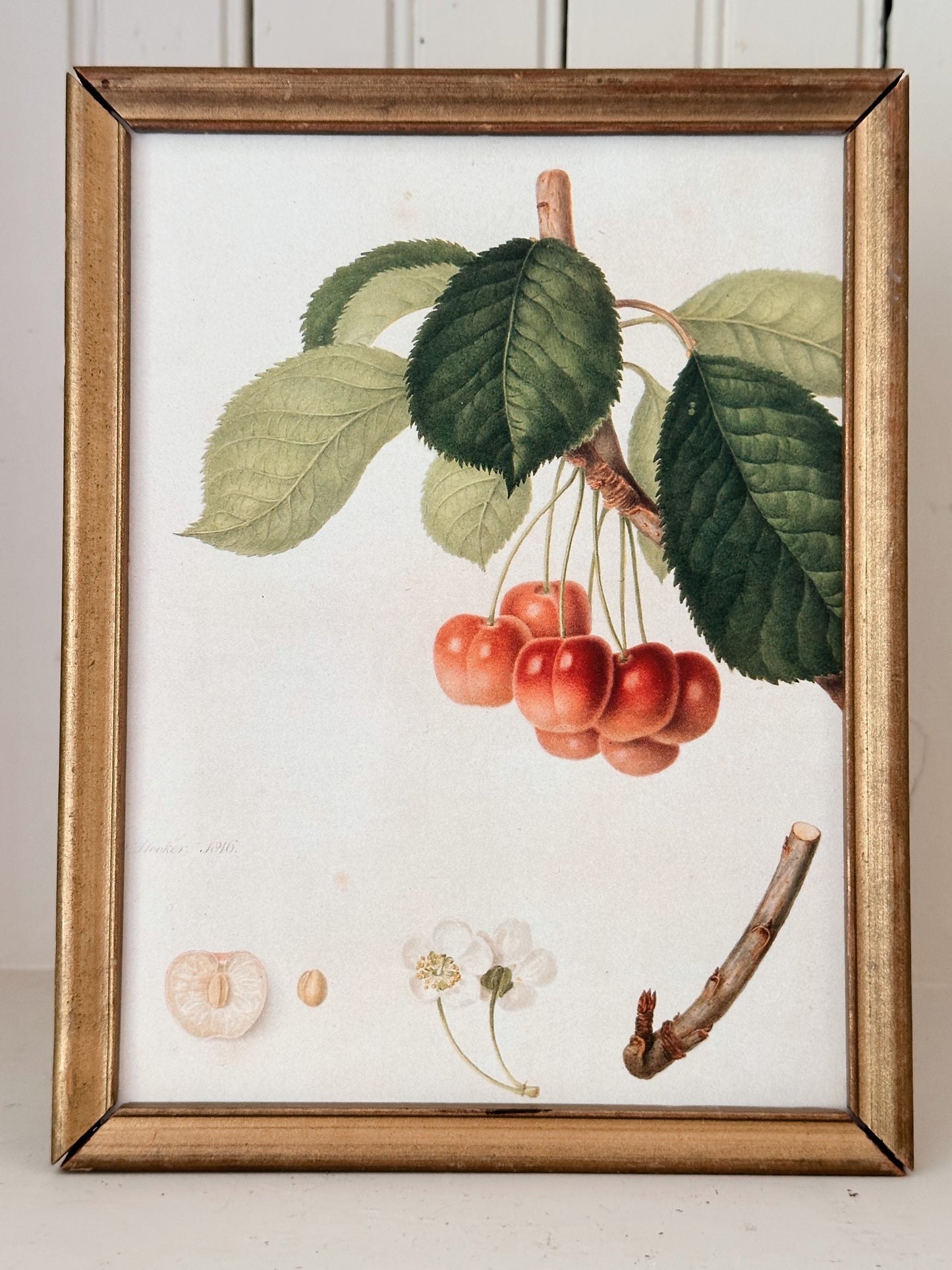 Vintage Framed Botanical Print (cherries)