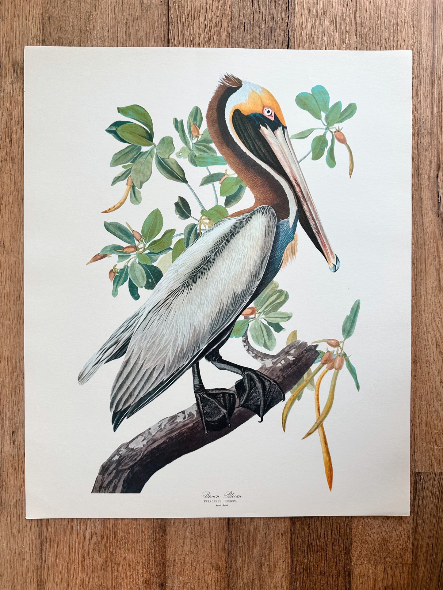 Vintage Audubon Great Birds Prints, Various Species