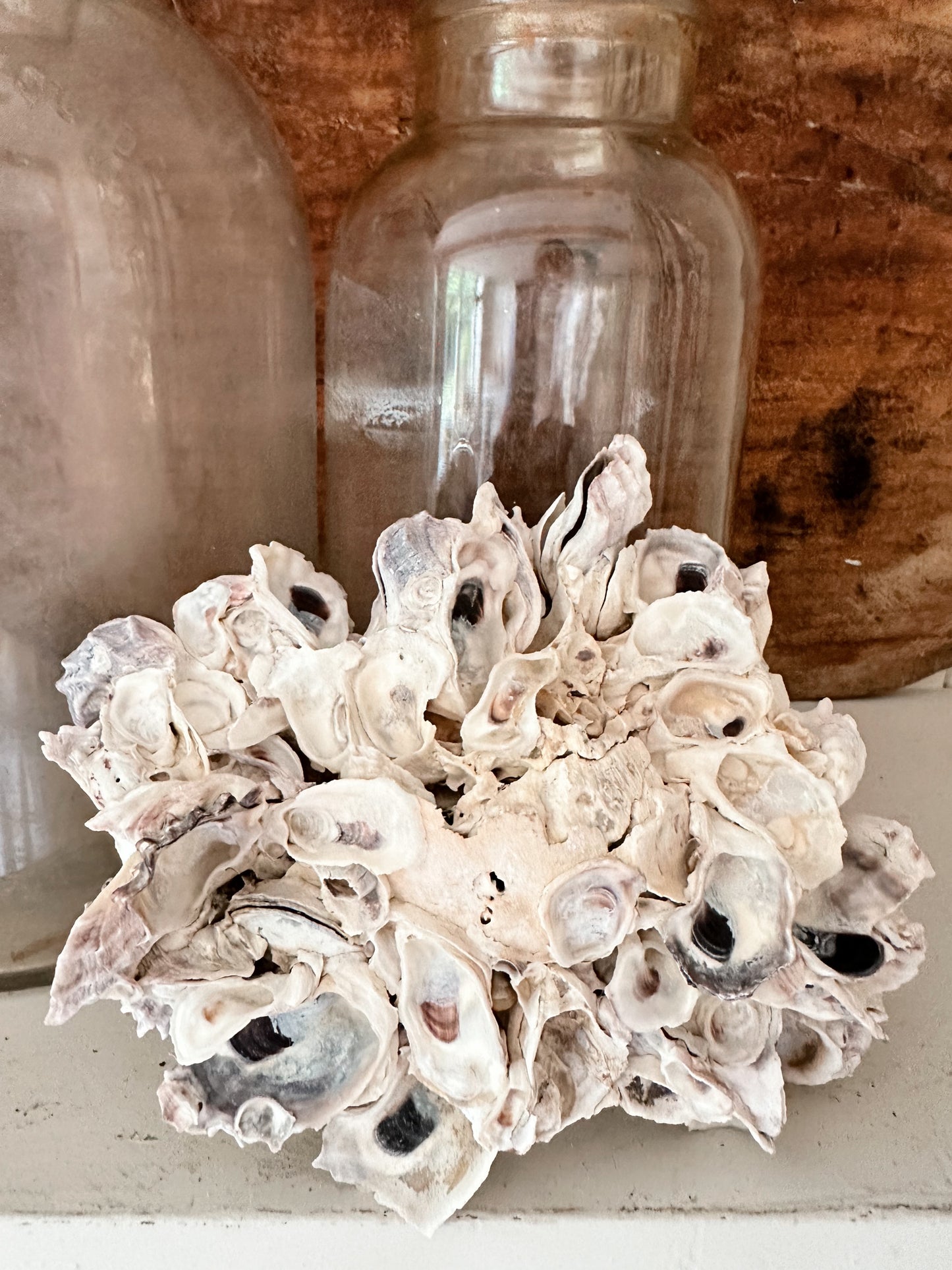 Natural Oyster Shell Coral Piece