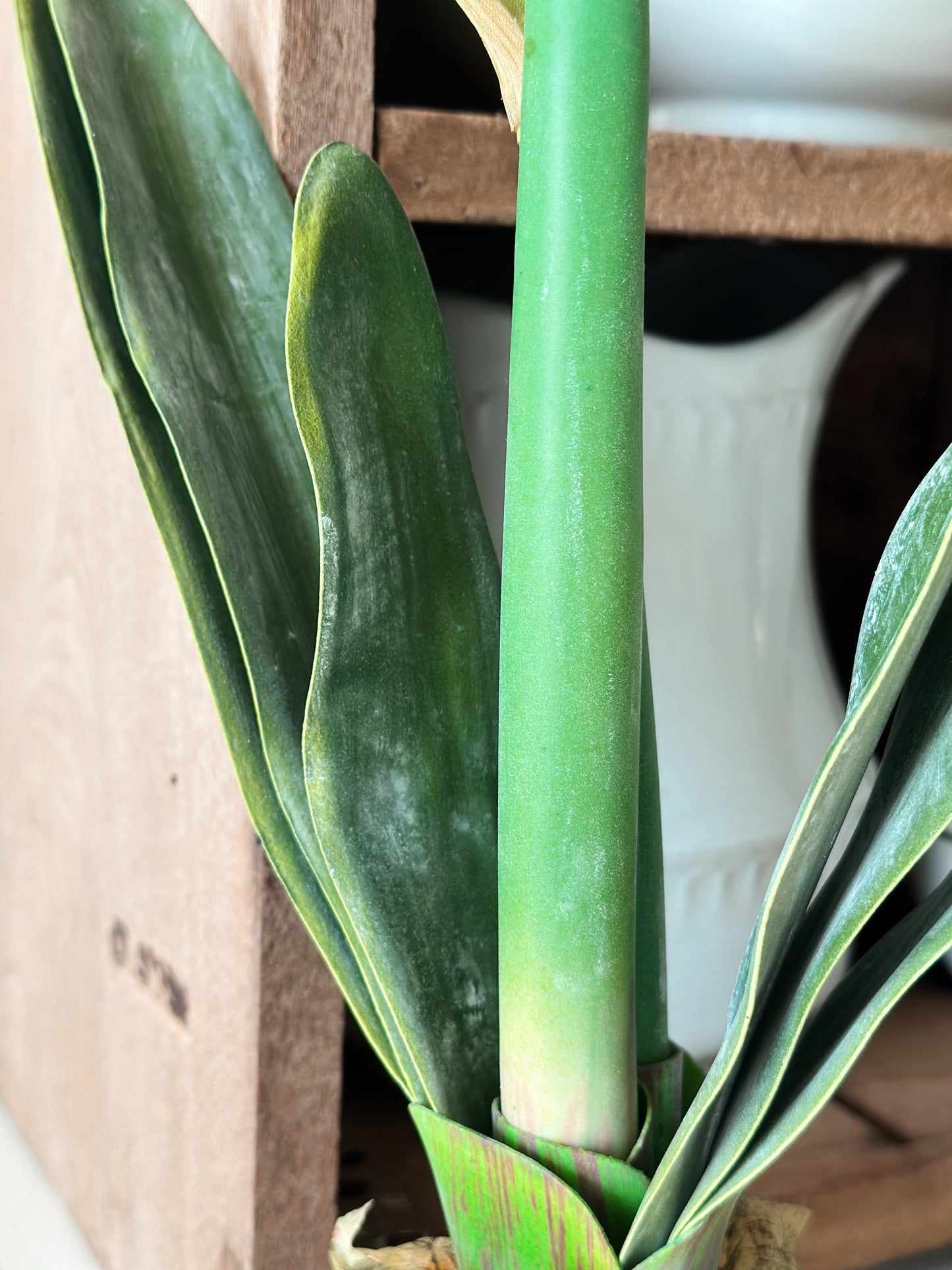 25” White Amaryllis with Bulb