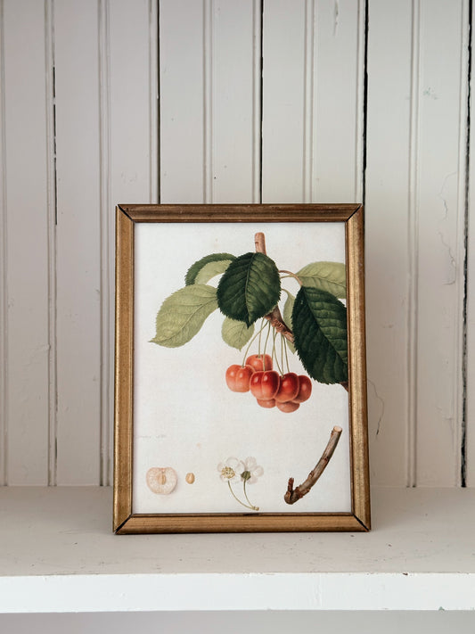 Vintage Framed Botanical Print (cherries)