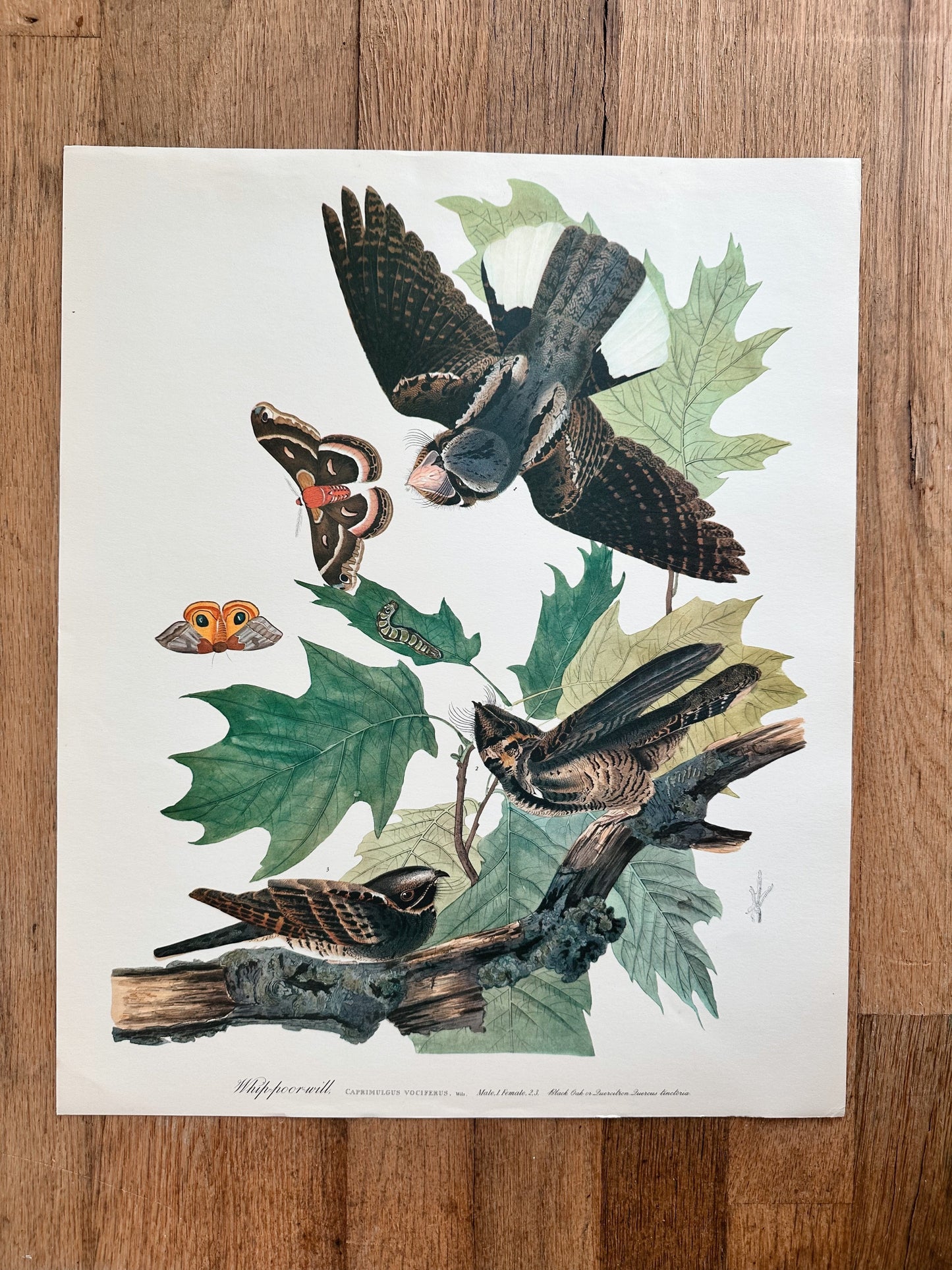 Vintage Audubon Great Birds Prints, Various Species