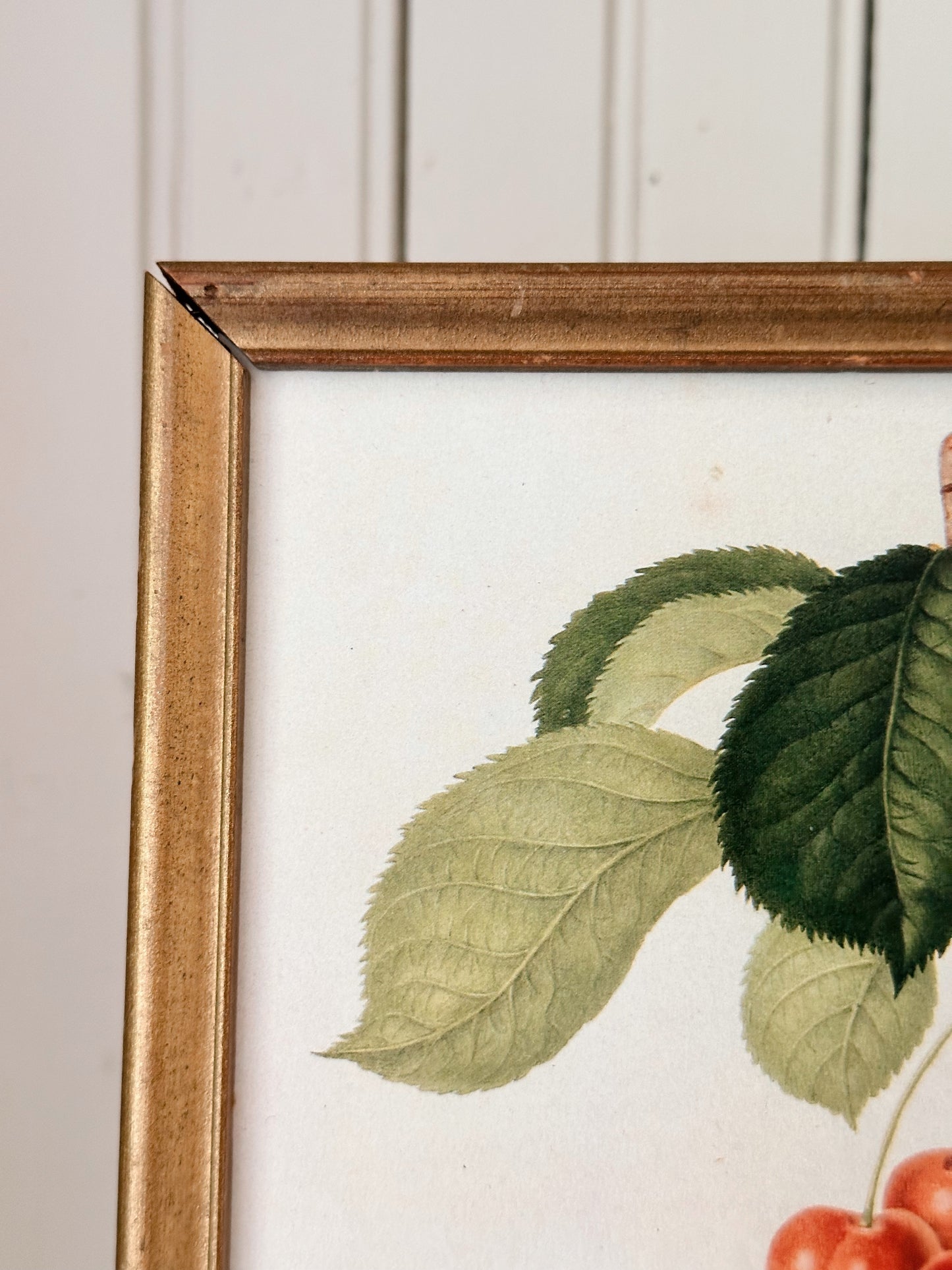 Vintage Framed Botanical Print (cherries)