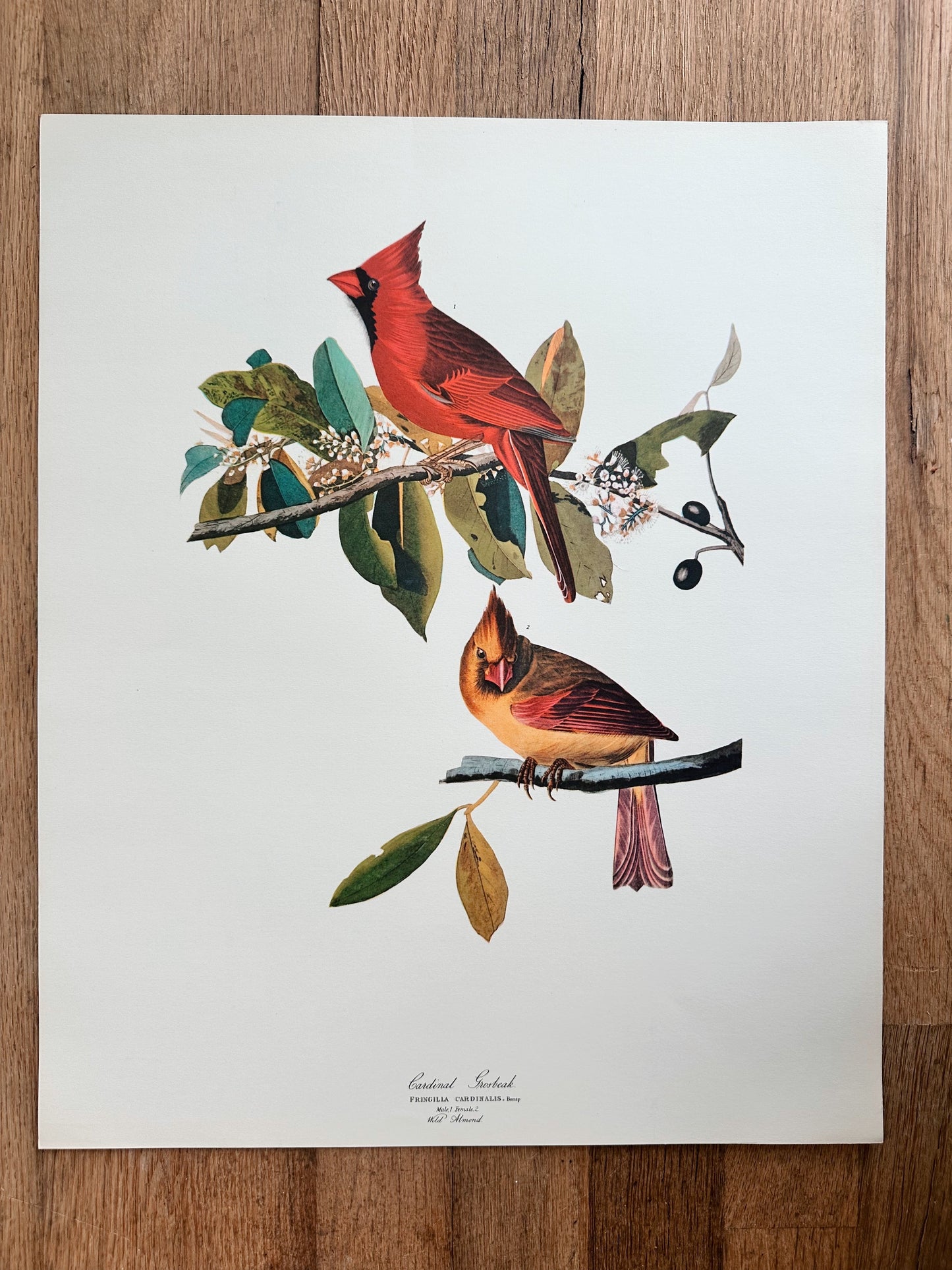 Vintage Audubon Great Birds Prints, Various Species