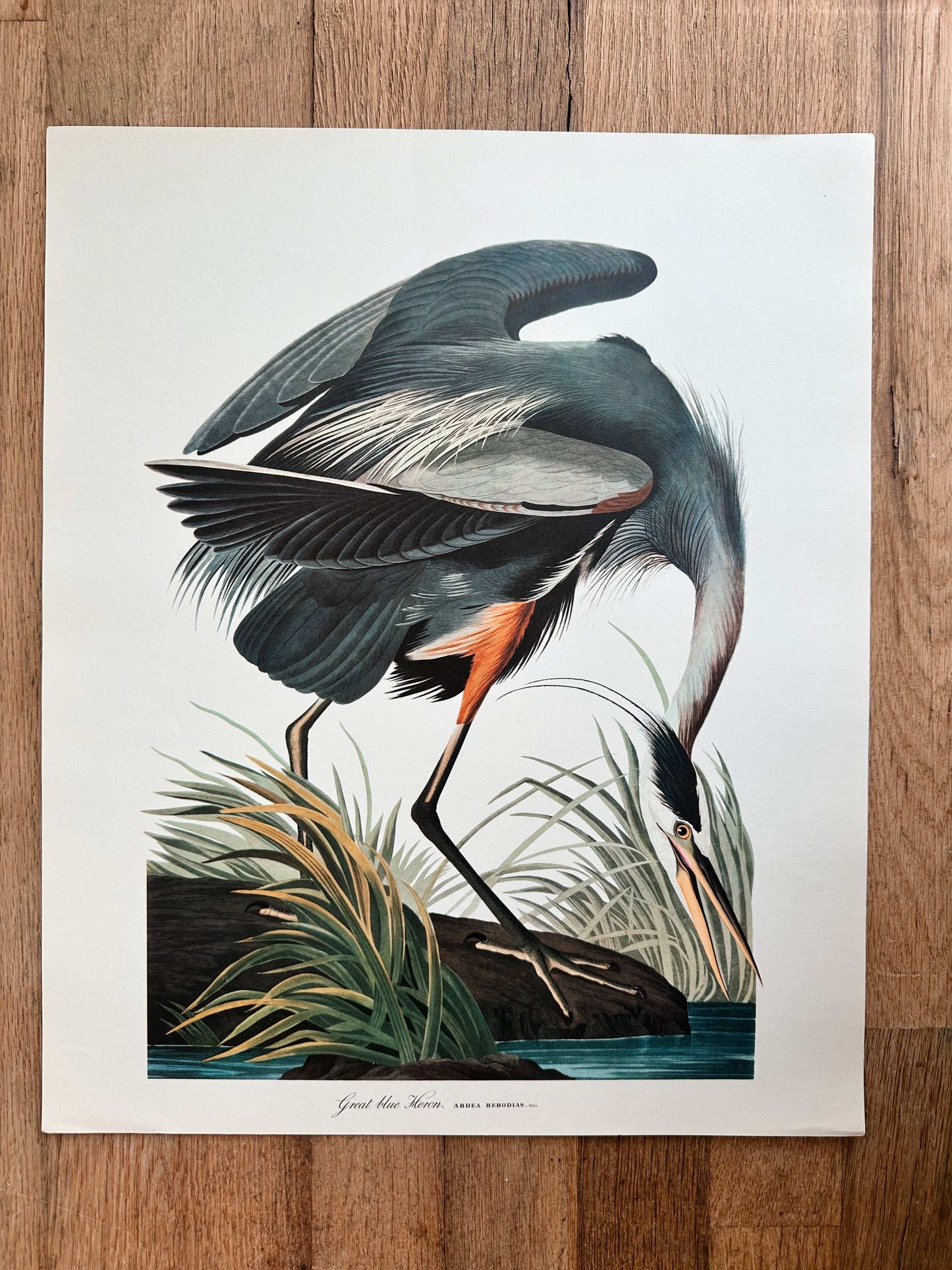 Vintage Audubon Great Birds Prints, Various Species
