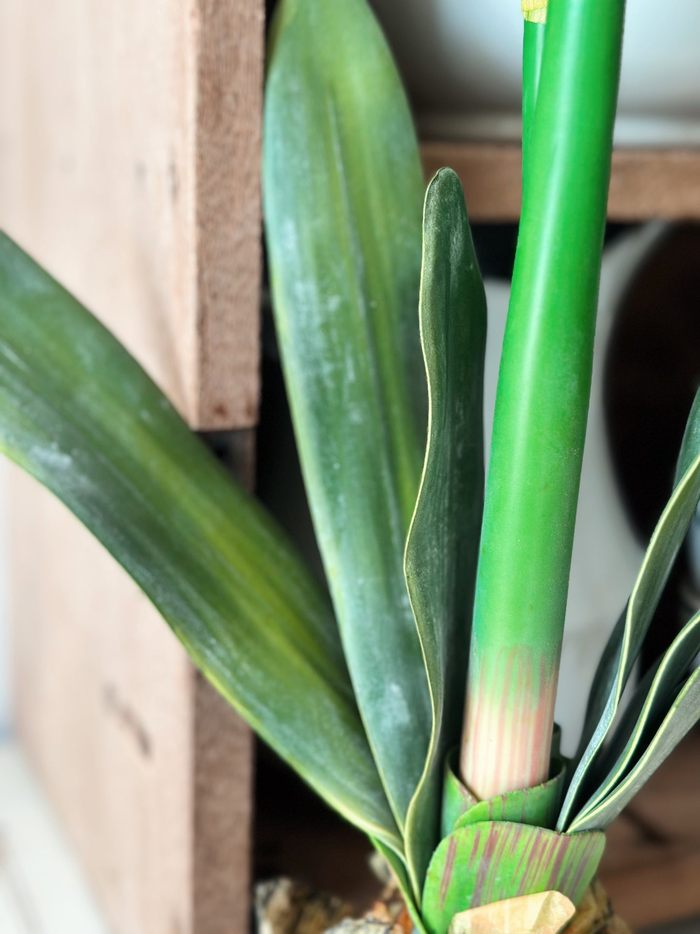 25” Red Amaryllis with Bulb