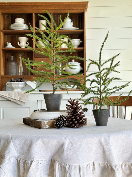 Potted Norfolk Pine Seedlings