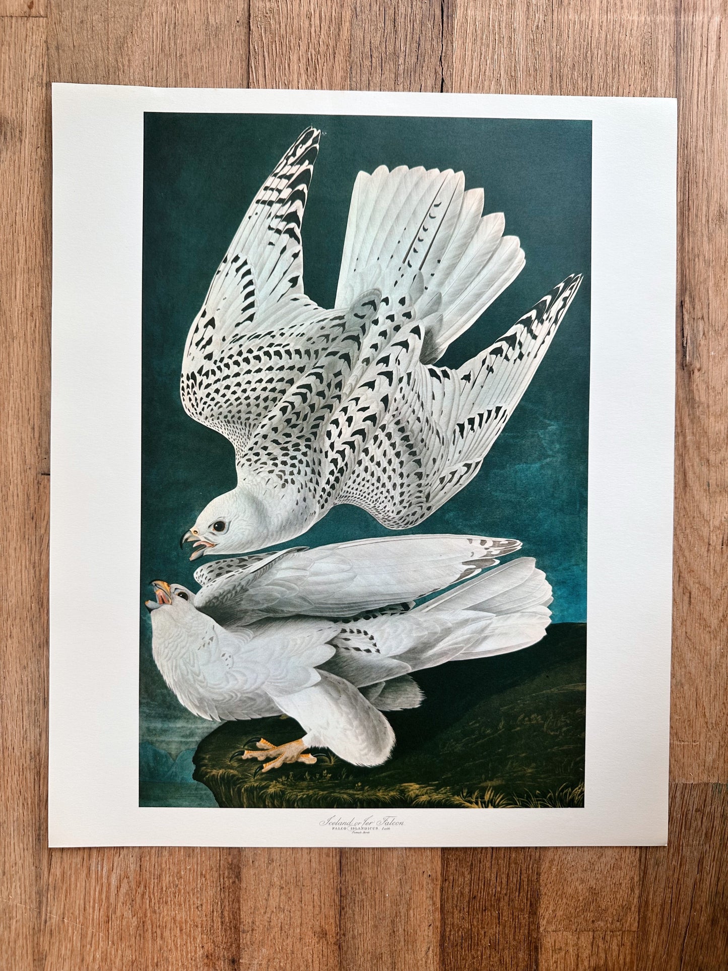 Vintage Audubon Great Birds Prints, Various Species