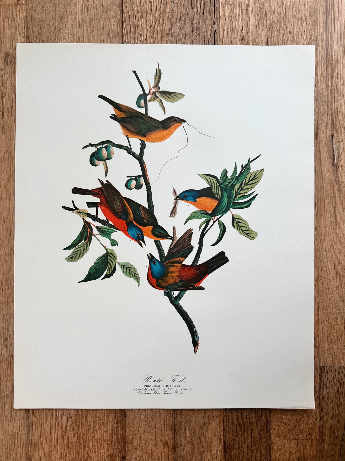 Vintage Audubon Great Birds Prints, Various Species