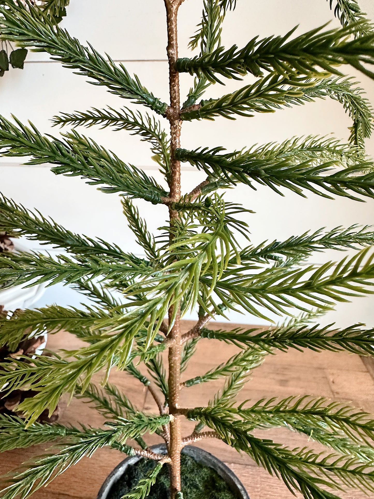 Potted Norfolk Pine Seedlings