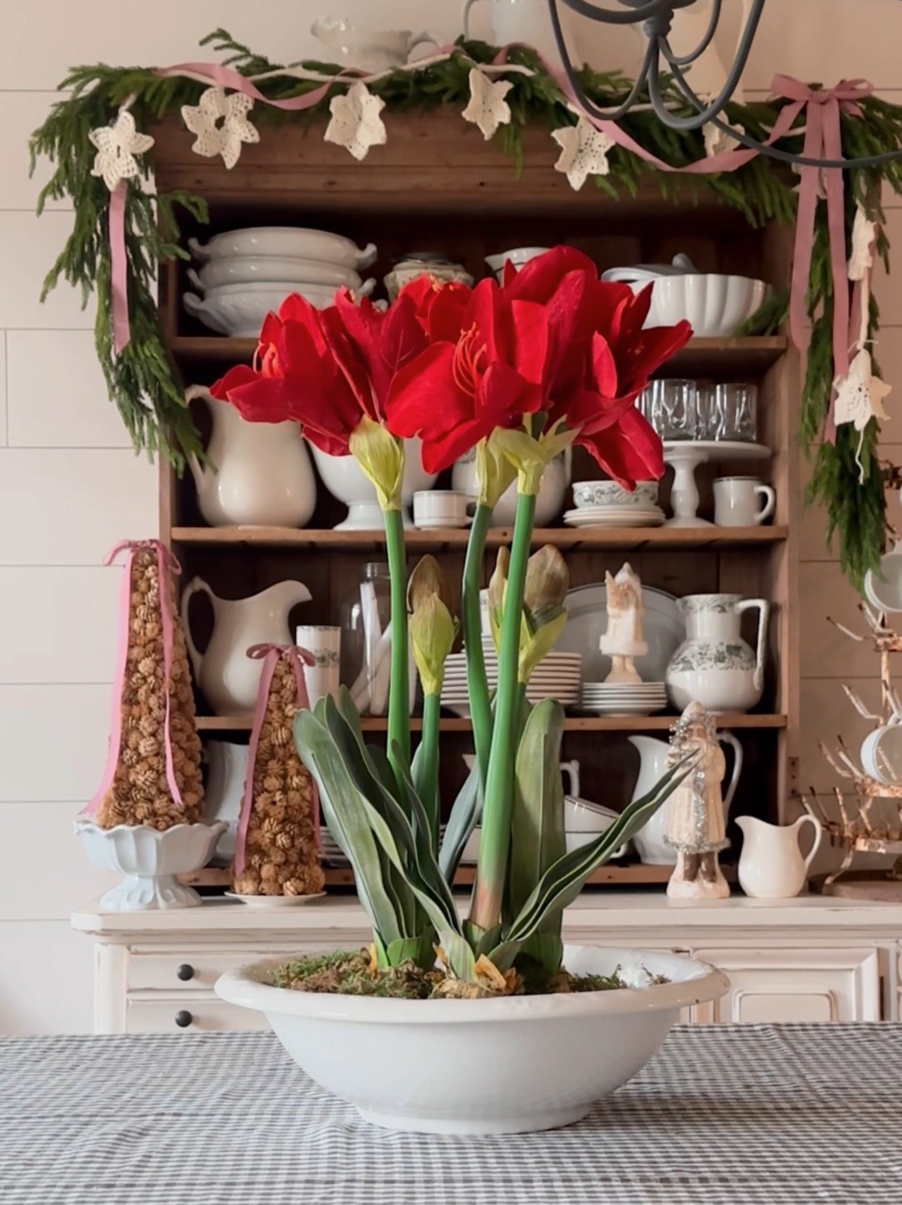 25” Red Amaryllis with Bulb