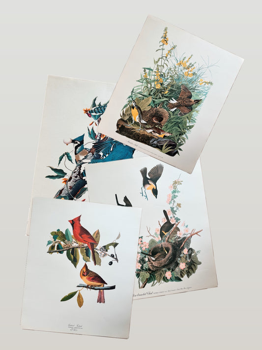 Vintage Audubon Great Birds Prints, Various Species