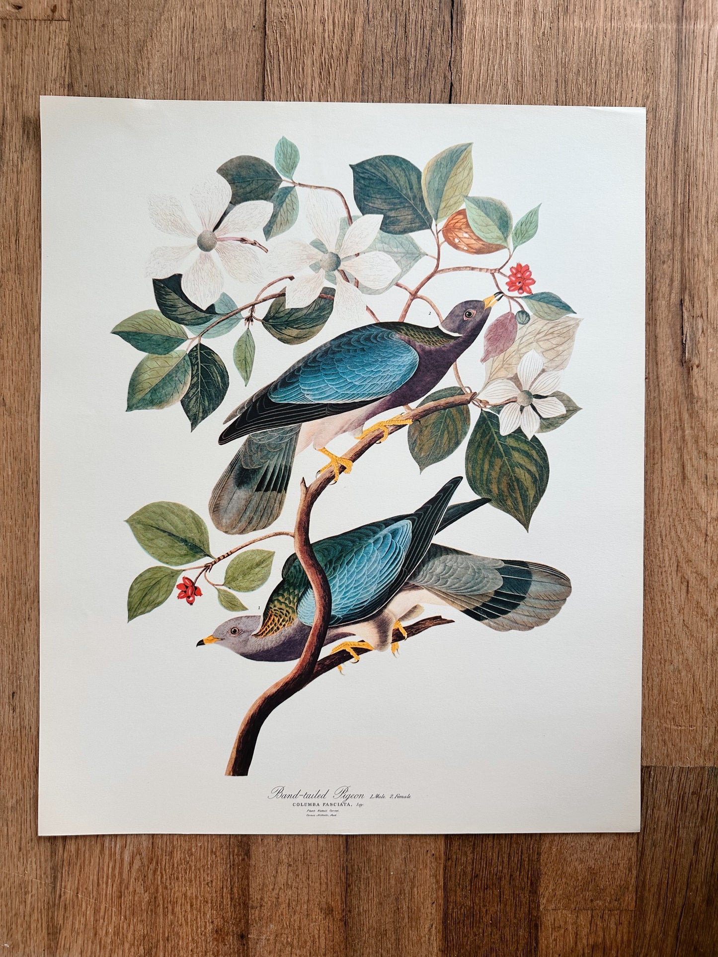 Vintage Audubon Great Birds Prints, Various Species